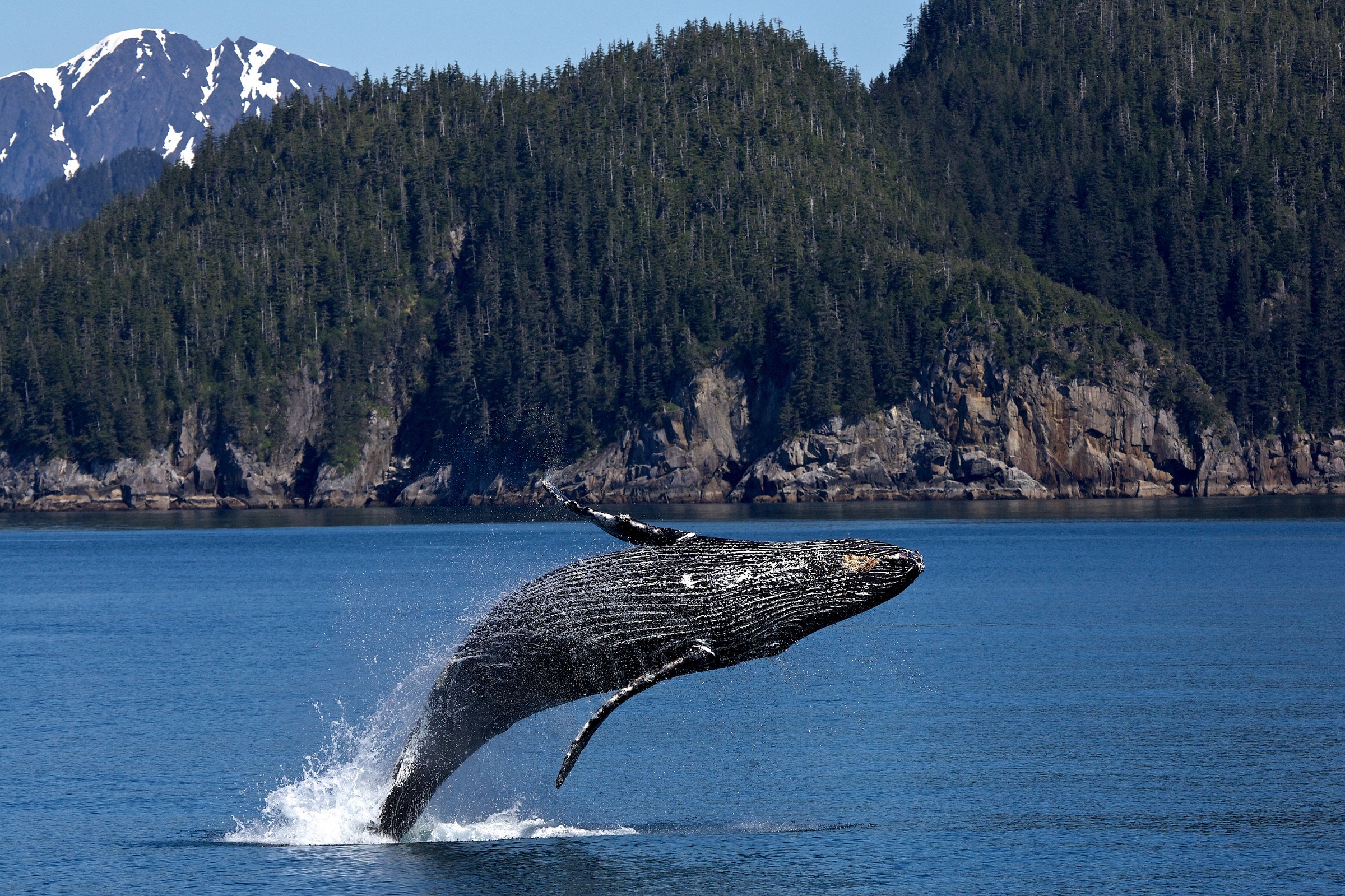 Free photo A whale jumped out of the water during the voyage