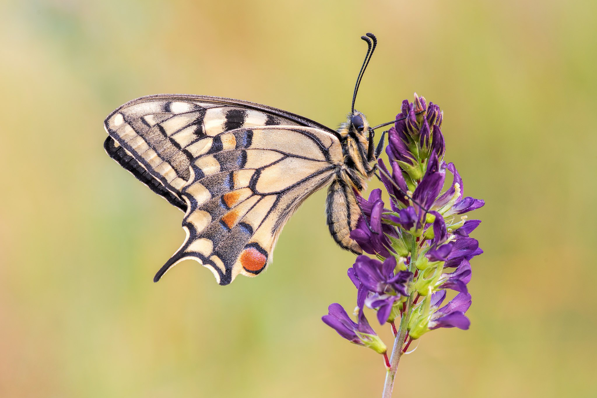 Free photo A butterfly on a purple flower.