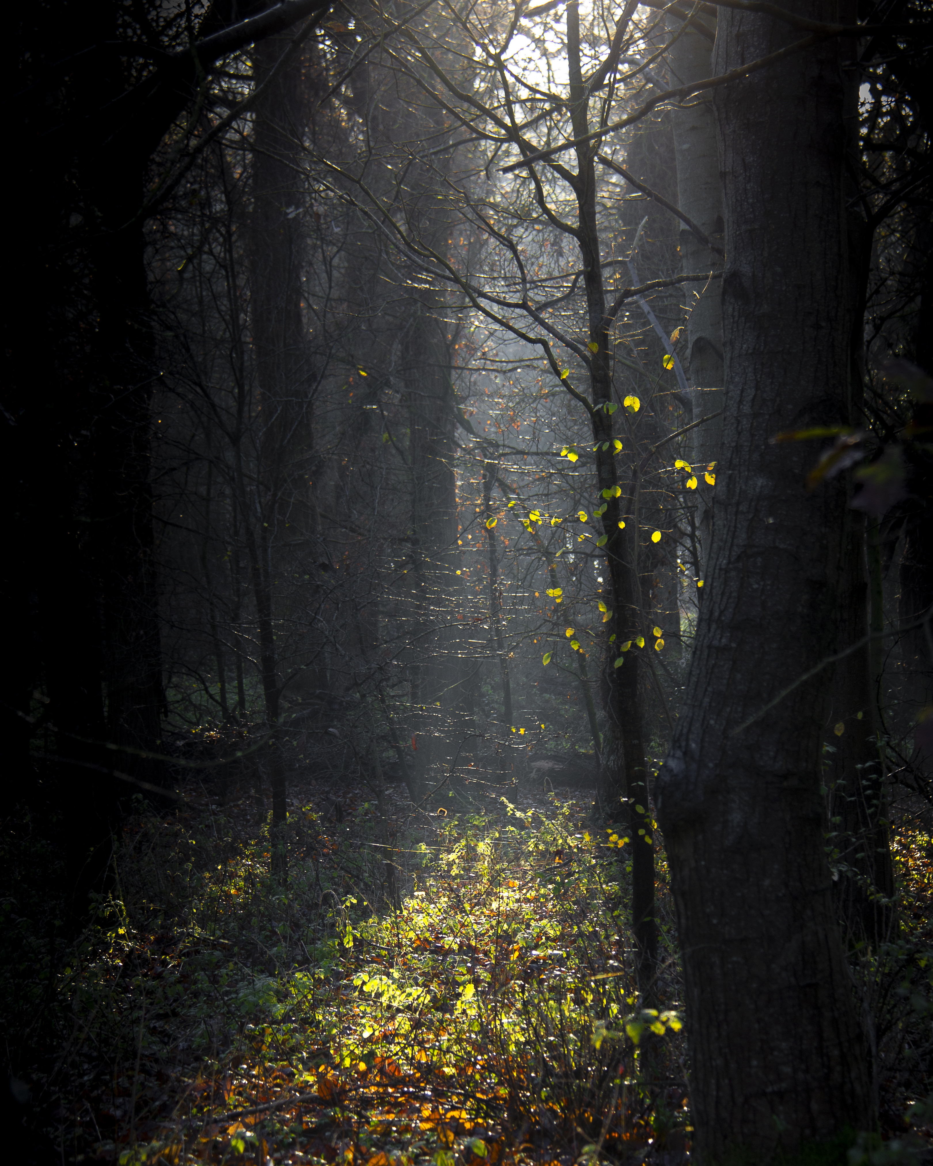 Free photo Sunbeams in the fall forest.