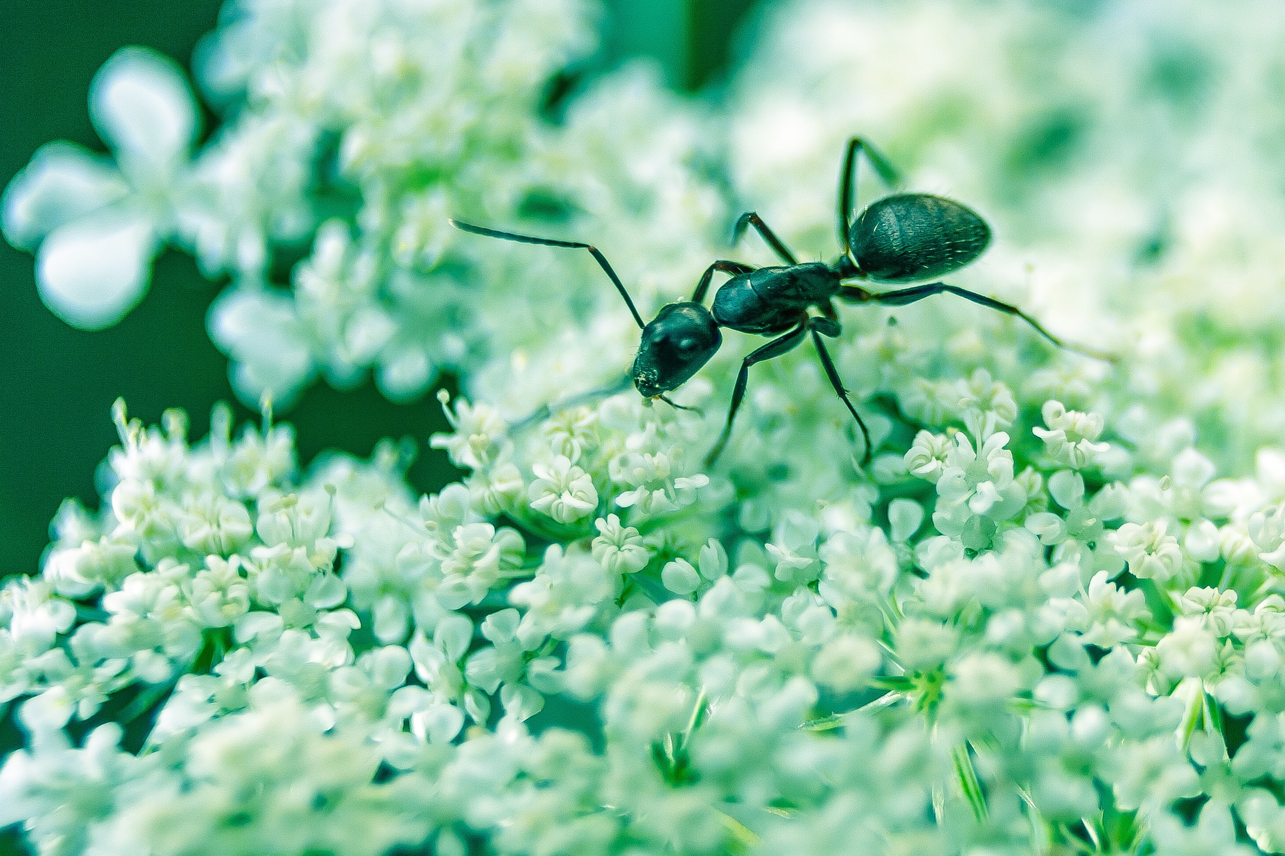 Free photo An ant crawls through the flowers.