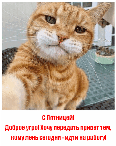 Открытка на тему доброе утро лень работать пятница скачать бесплатно