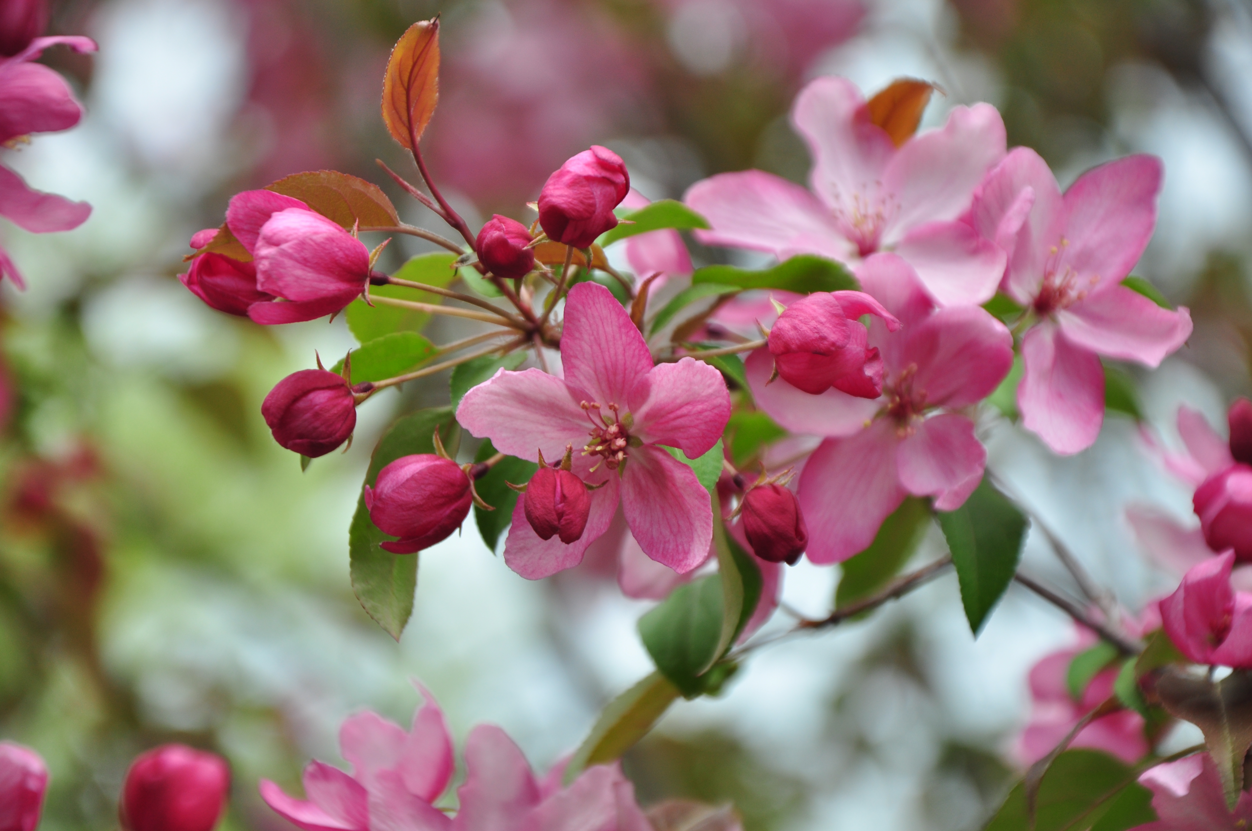 Free photo Blooming gardens of blossoms