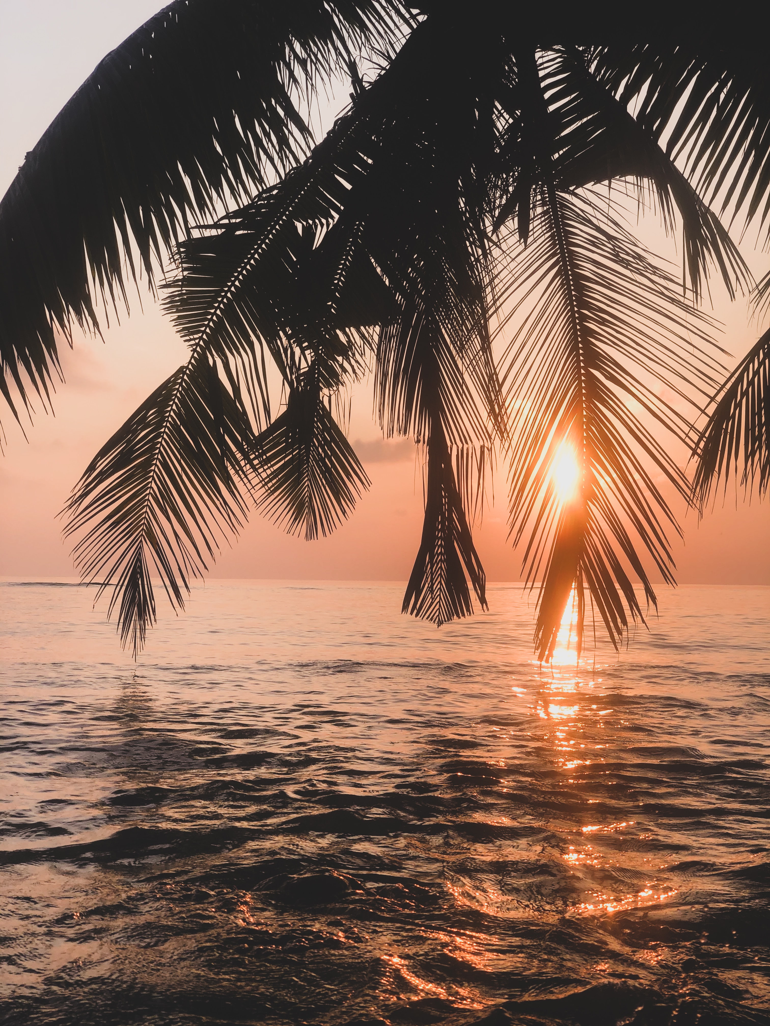 Free photo Sunset view through the palm trees