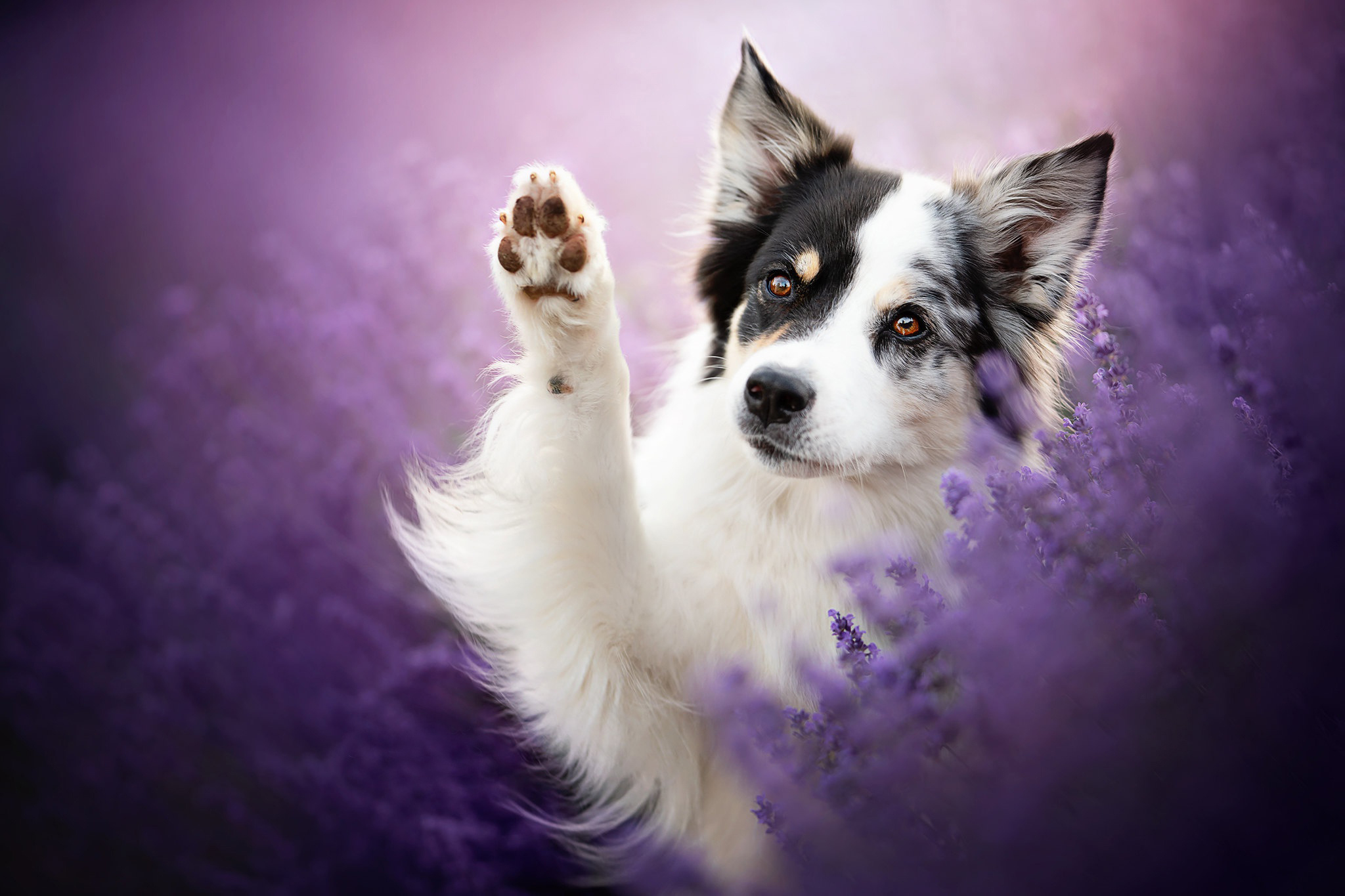 Free photo Border Collie hello