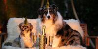 The dogs are celebrating the new year
