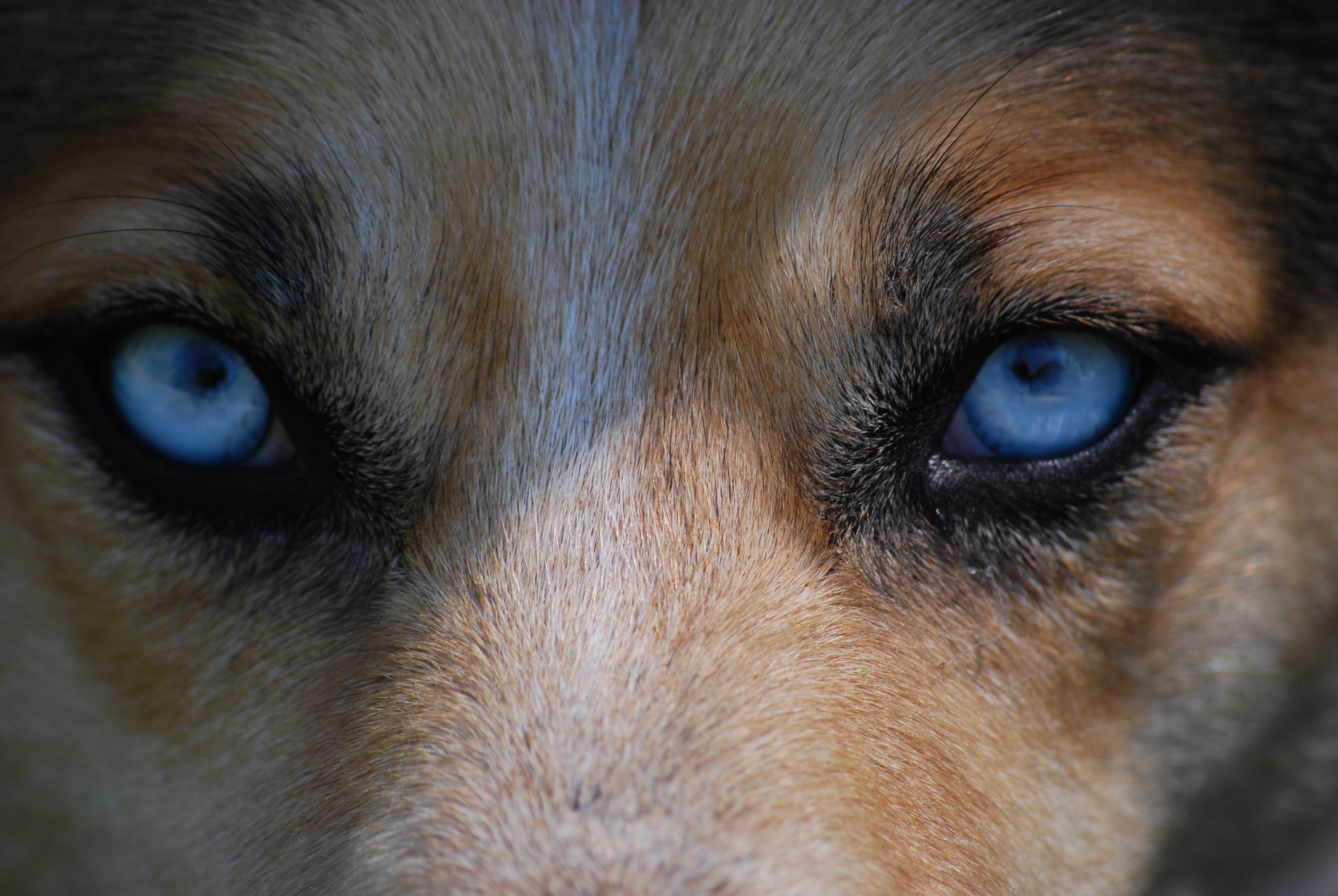 Free photo A dog with blue eyes