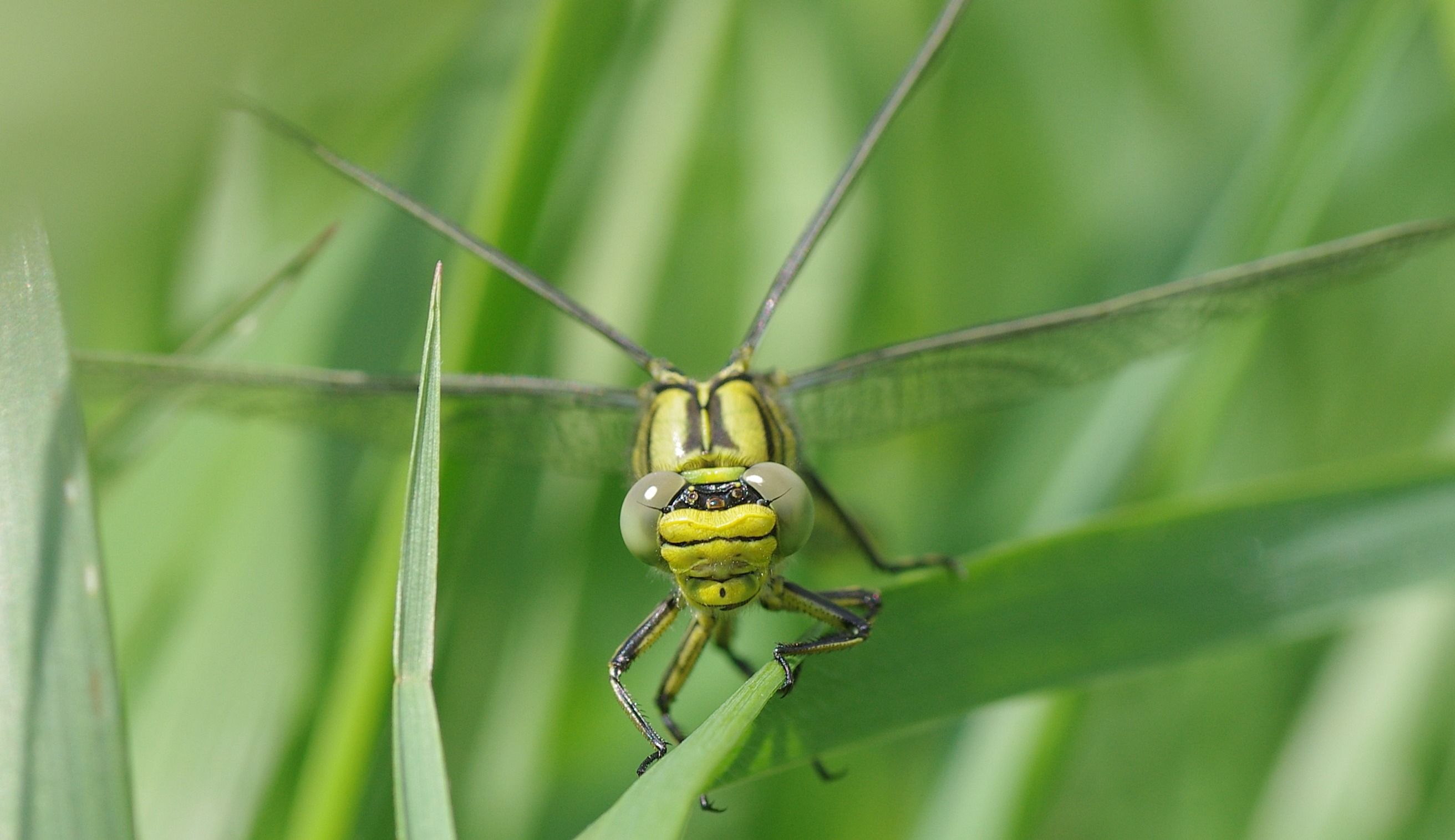 免费照片草丛中的蜻蜓