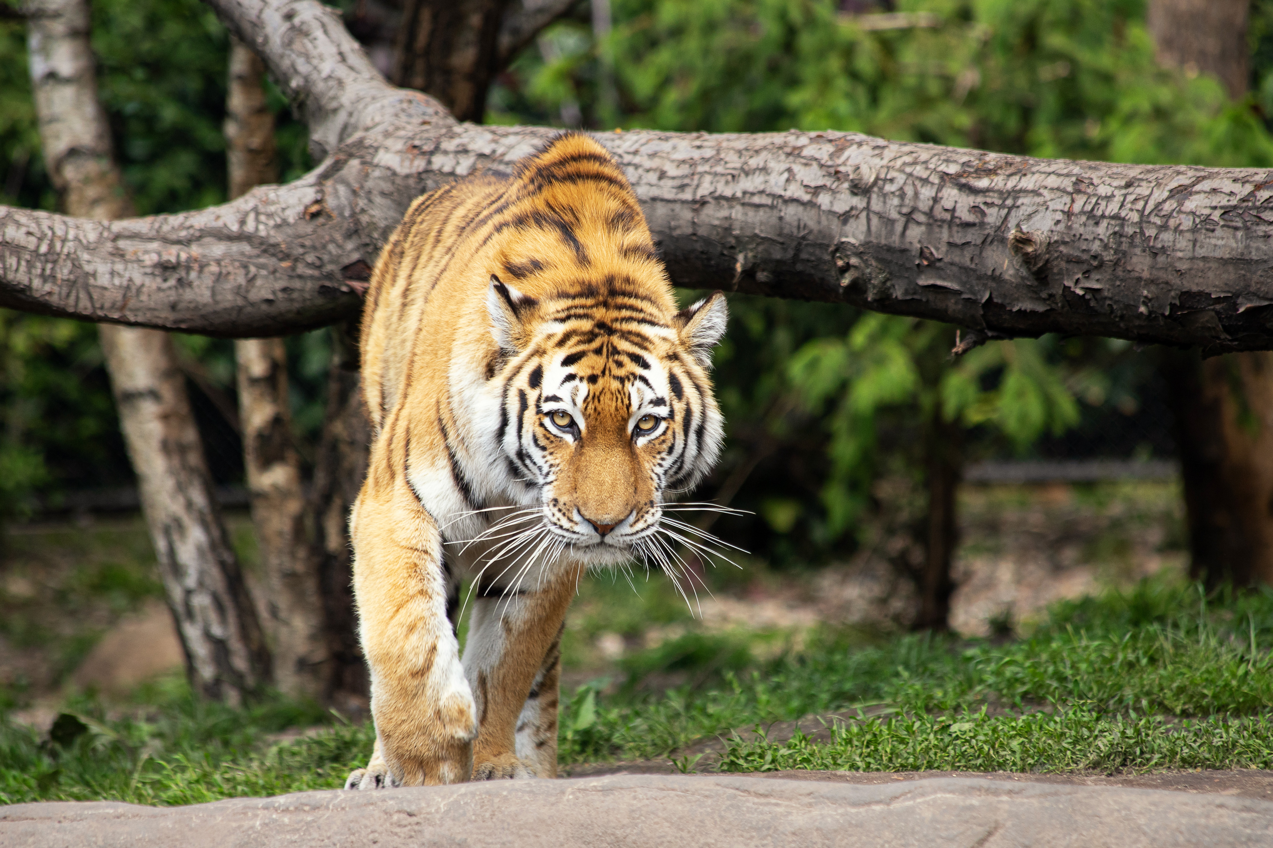 Обои tiger siberian tiger mammal на рабочий стол