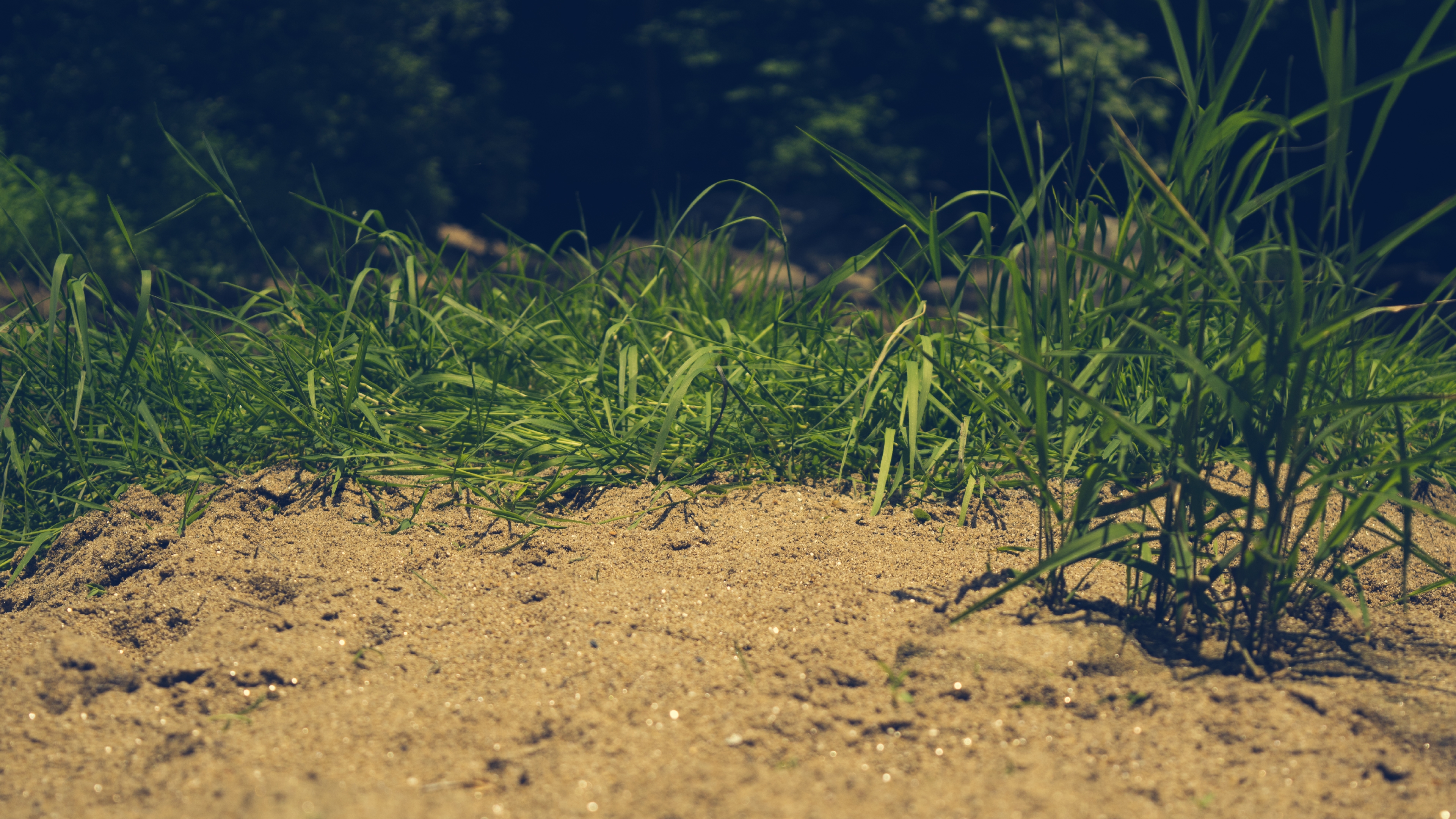 Green grass grows from the sand