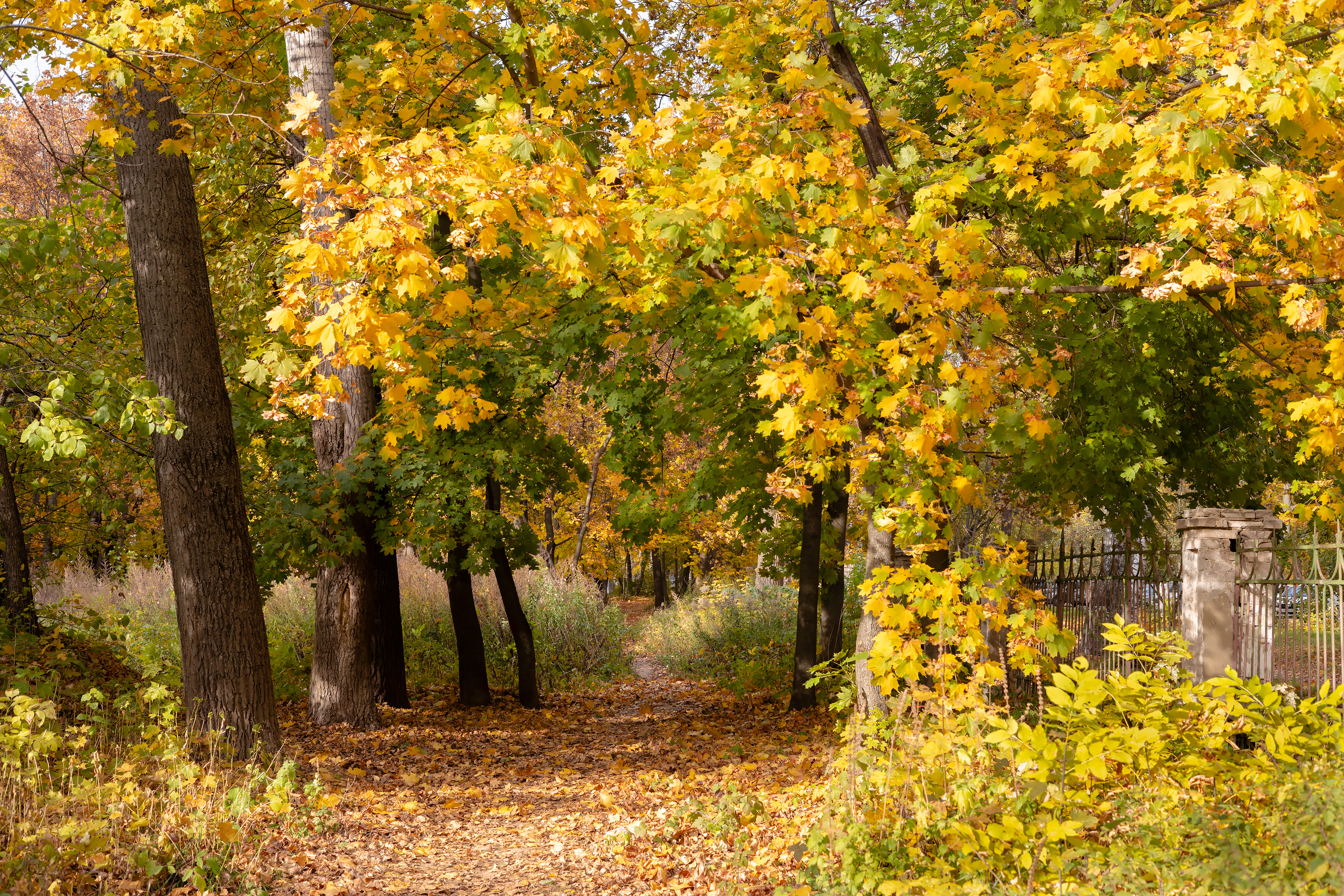 Бесплатное фото Осенний пейзаж с деревьями клёна