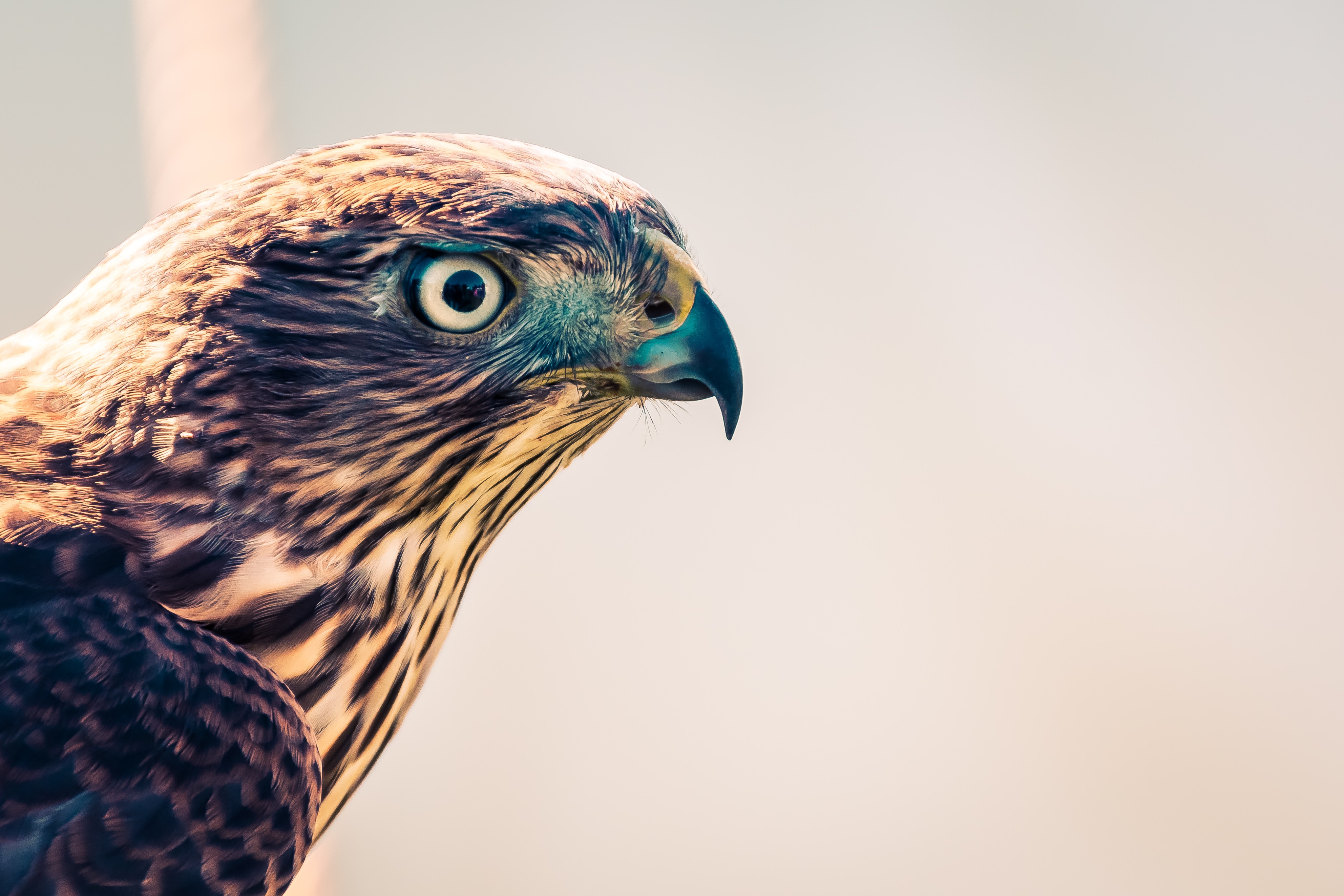 Wallpapers falcon birds eagle on the desktop