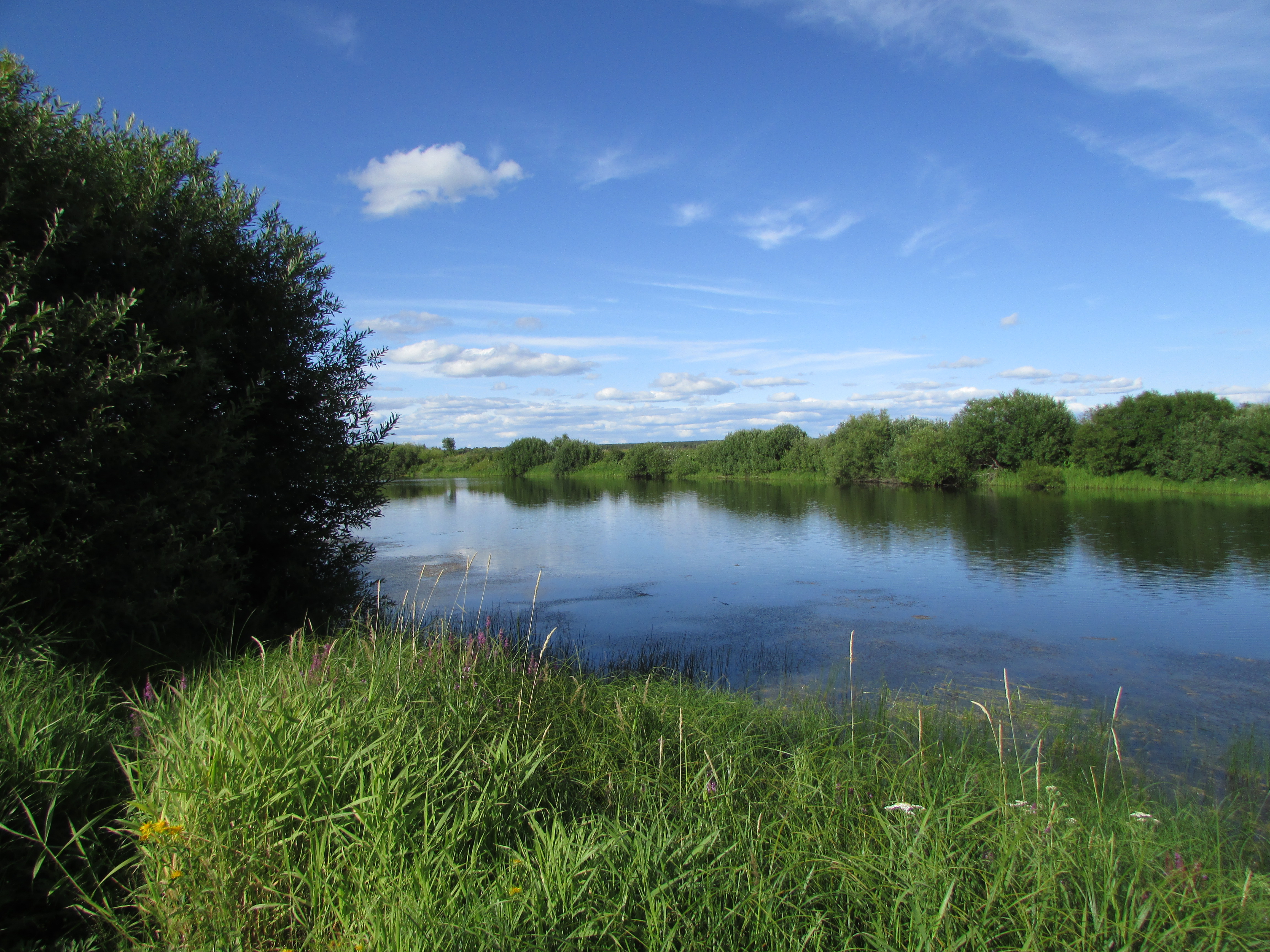 Летний пруд с зеленью и низко-летящими облаками
