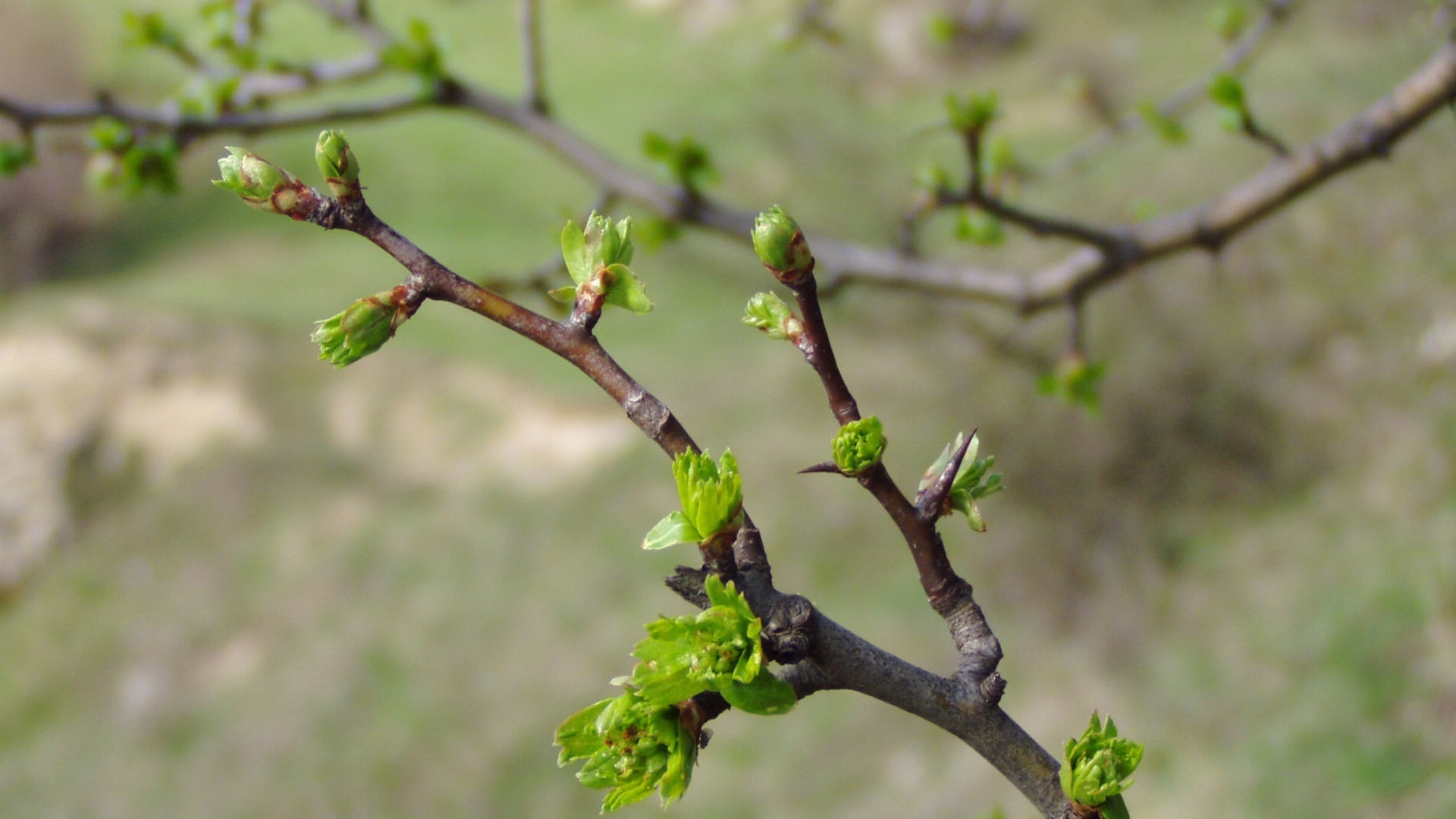 Wallpapers twig flower produce on the desktop