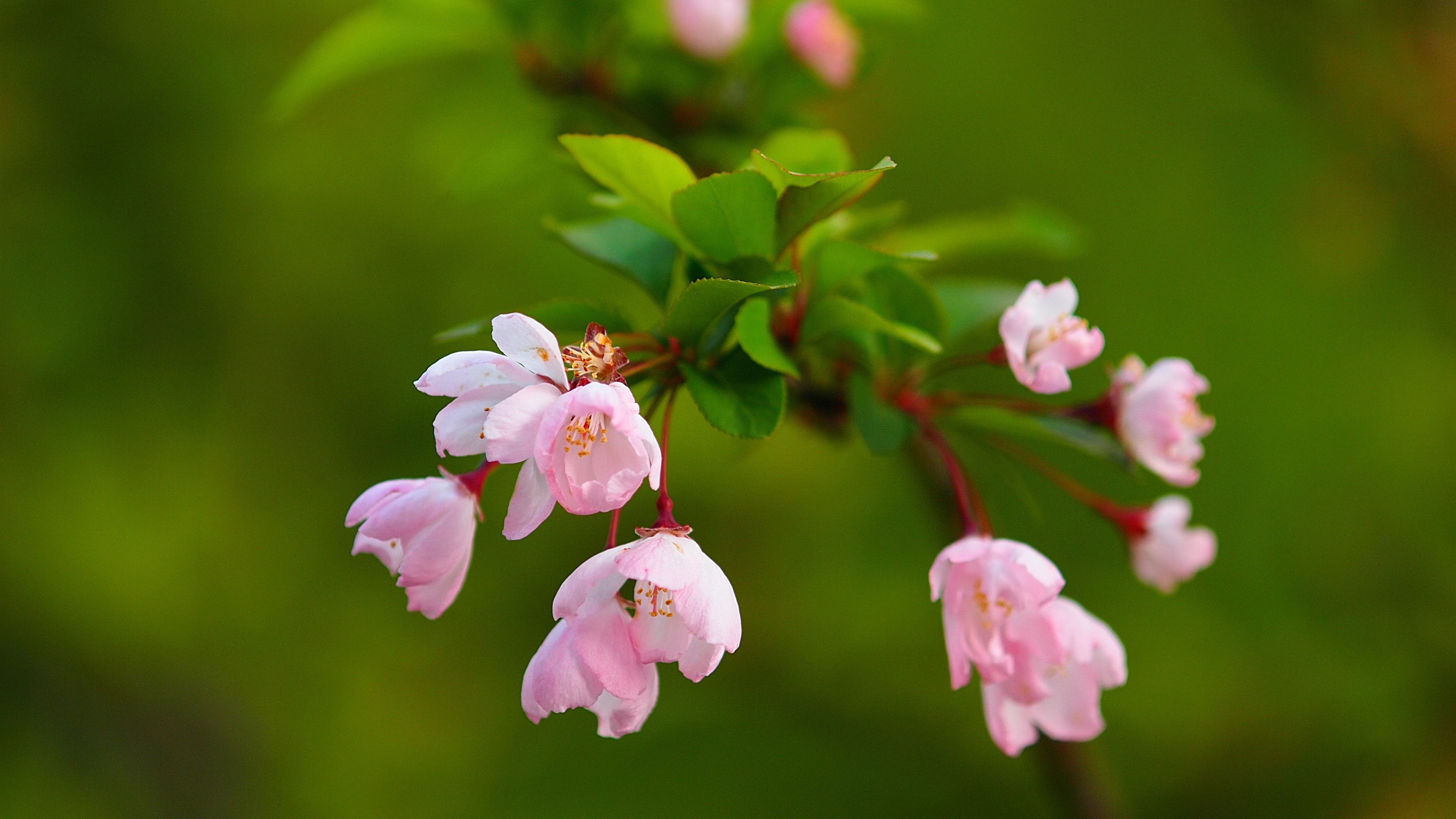 免费照片绿叶枝条上的粉色小花