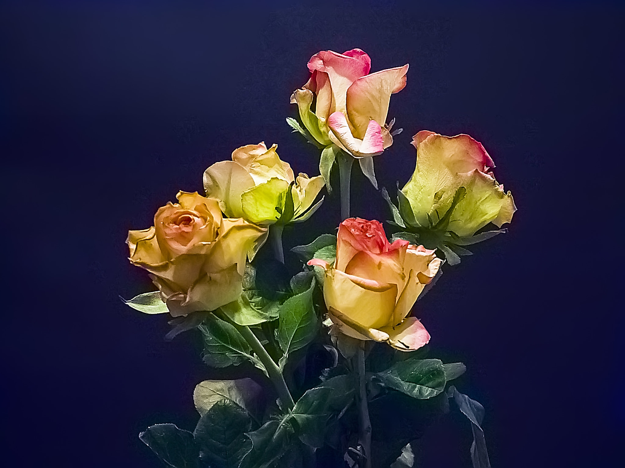 Wallpapers roses plants bouquet on the desktop