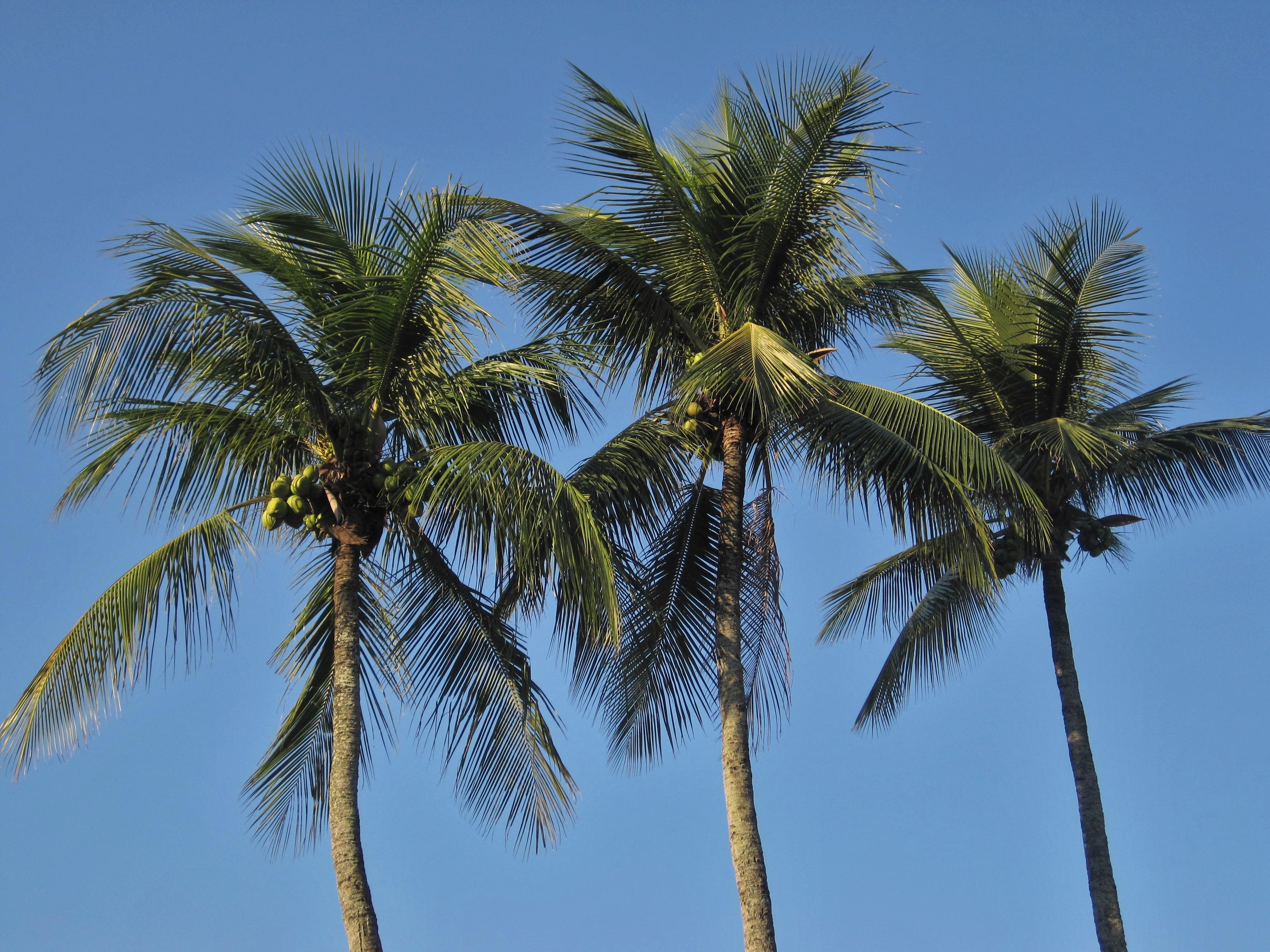 蓝天下的三棵棕榈树和椰子