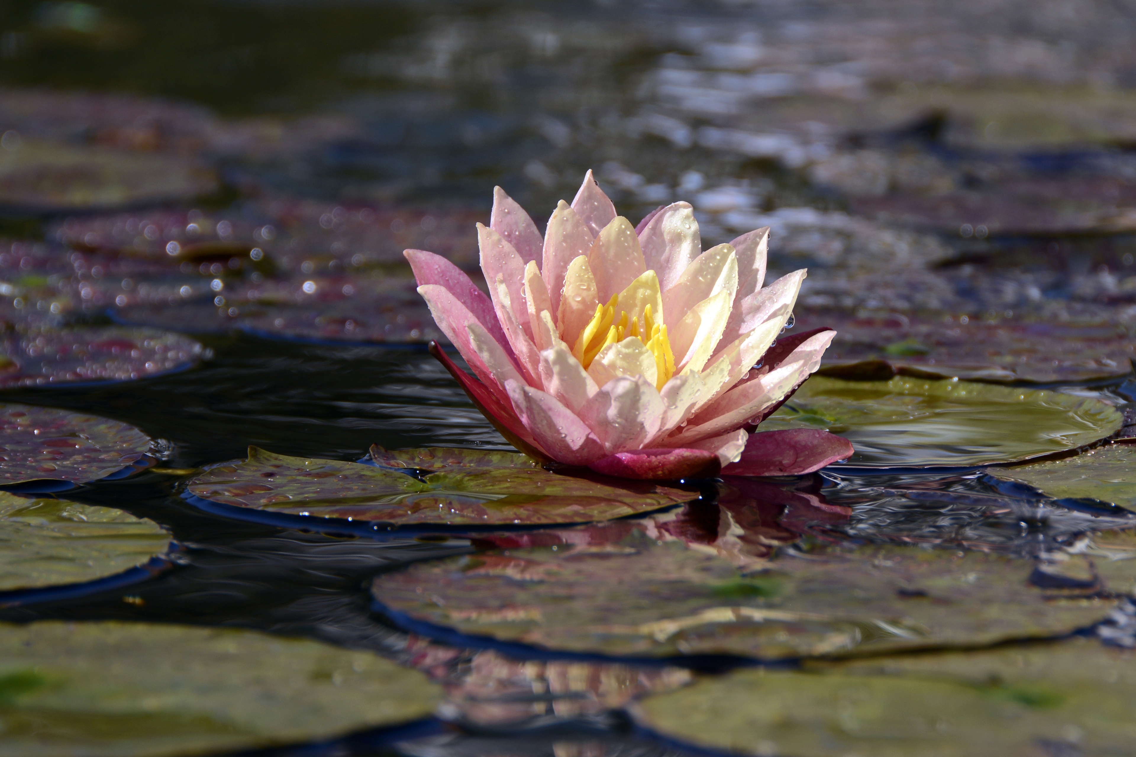 桌面上的壁纸水 自然 花