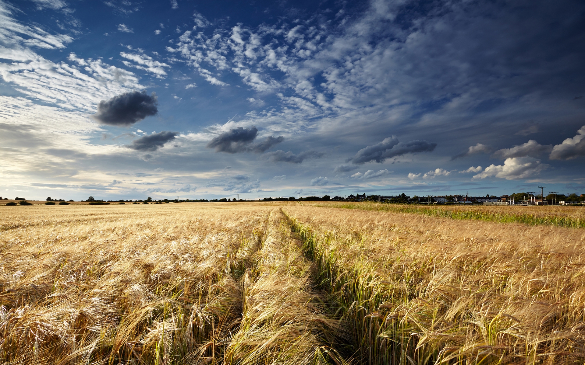 Free photo A large field with tall wheat