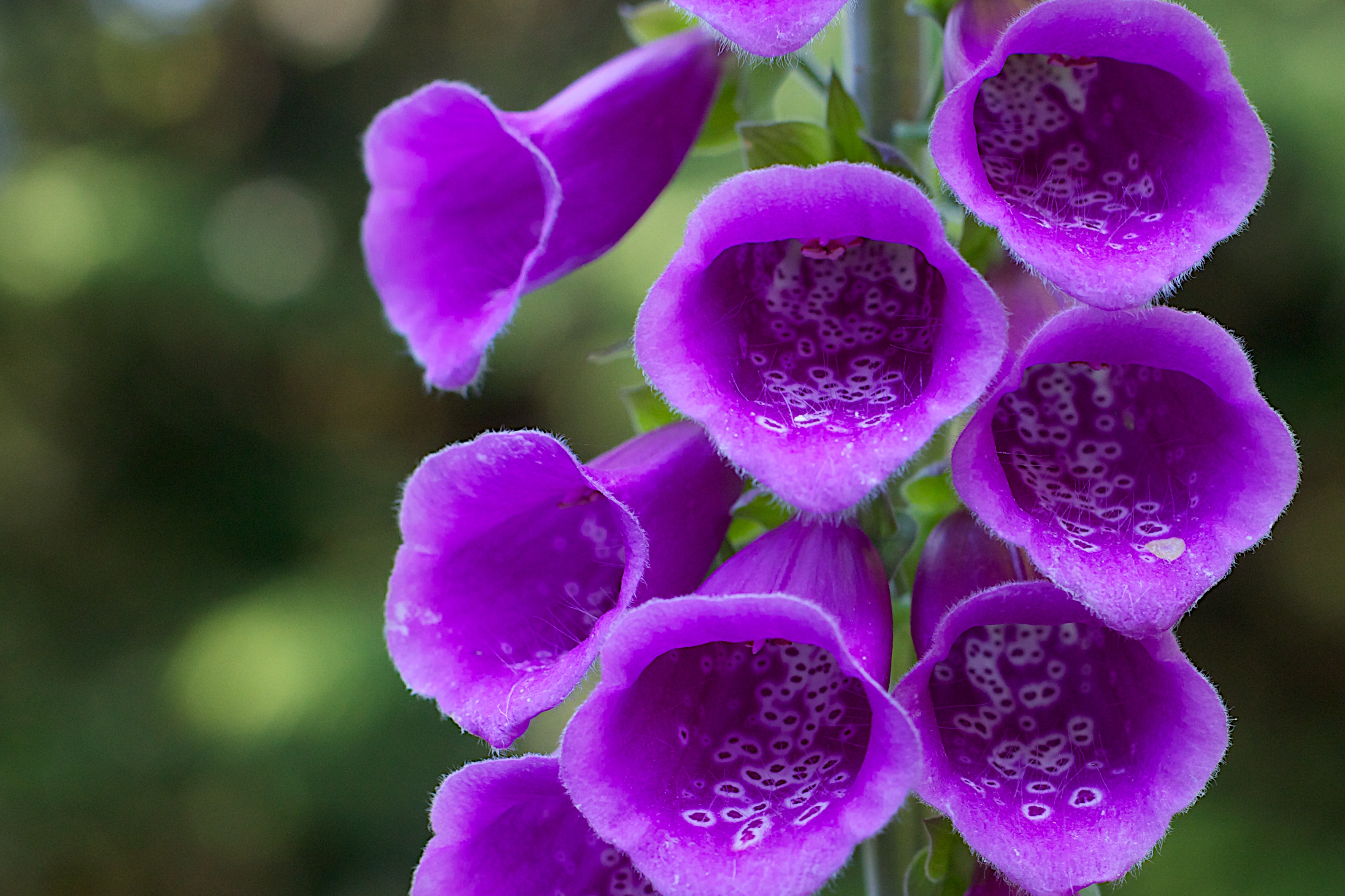 Purple wildflower with bells.