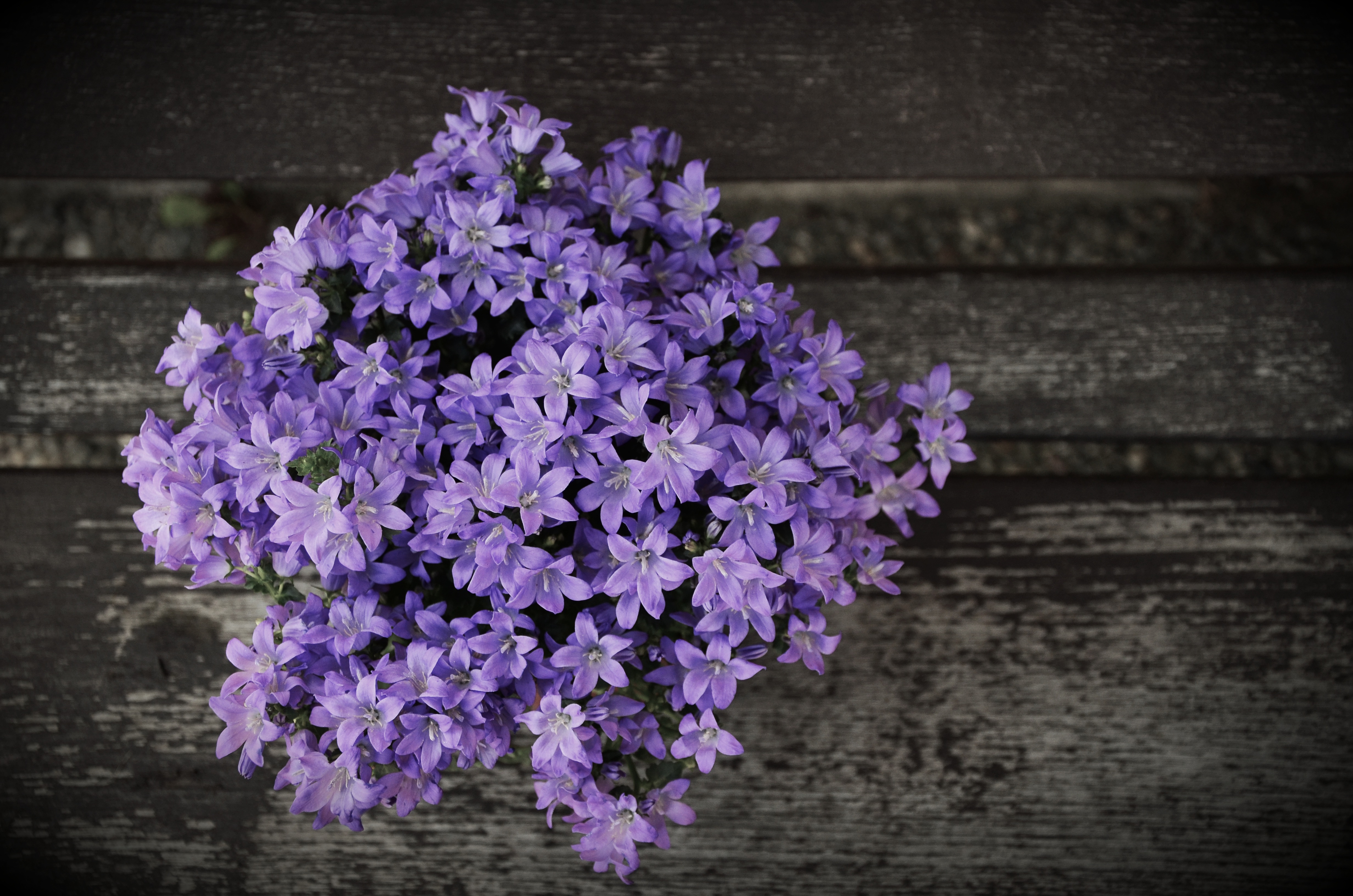 Wallpapers flower plant violet on the desktop