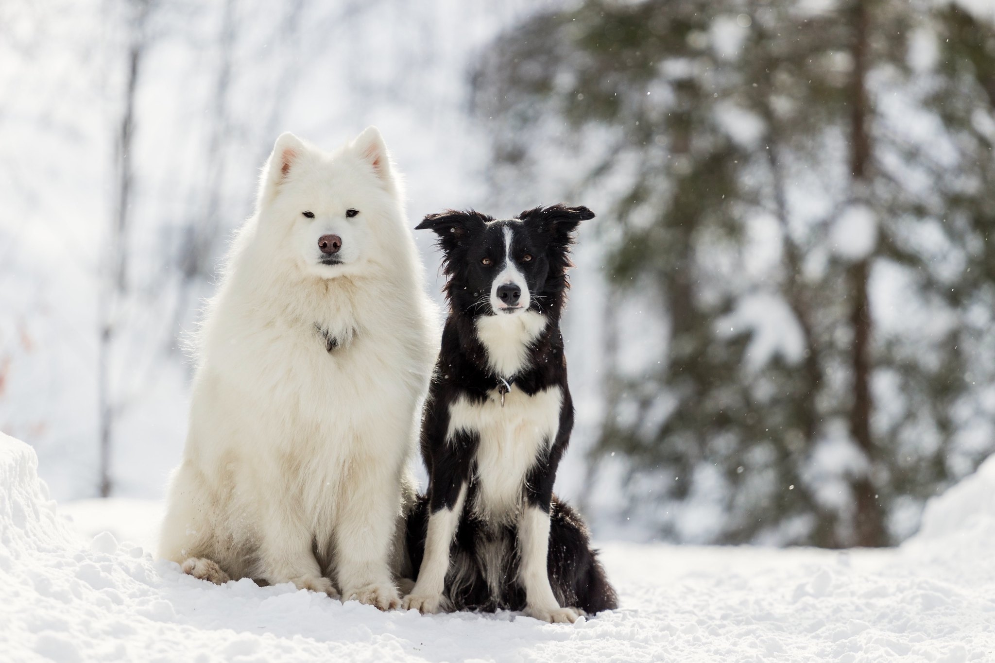 Wallpapers Border collie friends snow on the desktop