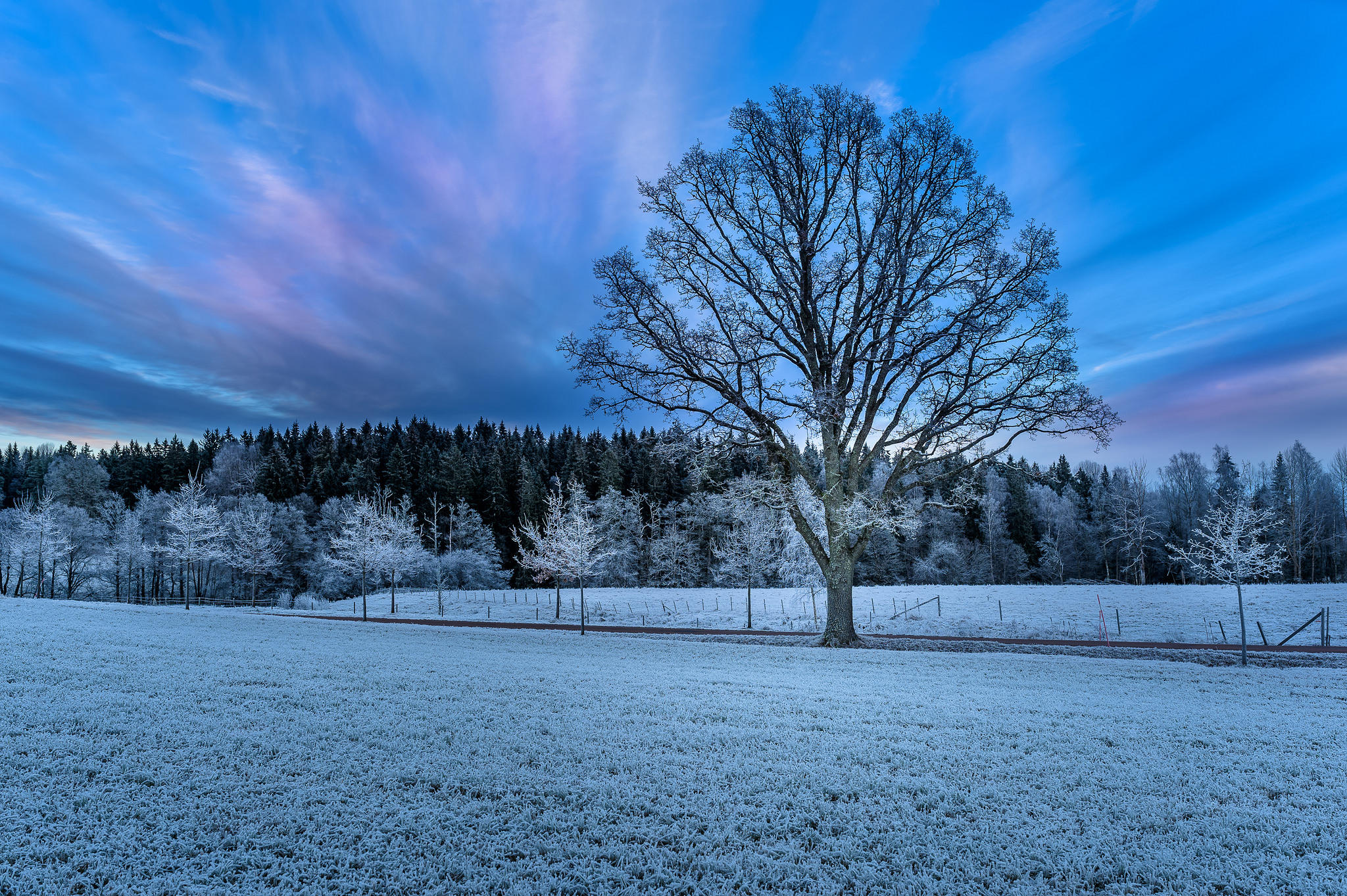 Wallpapers trees without leaves landscape trees on the desktop