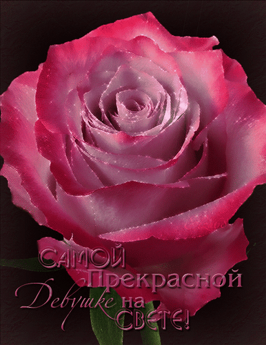 Открытка на тему анимация пожелание роза скачать бесплатно