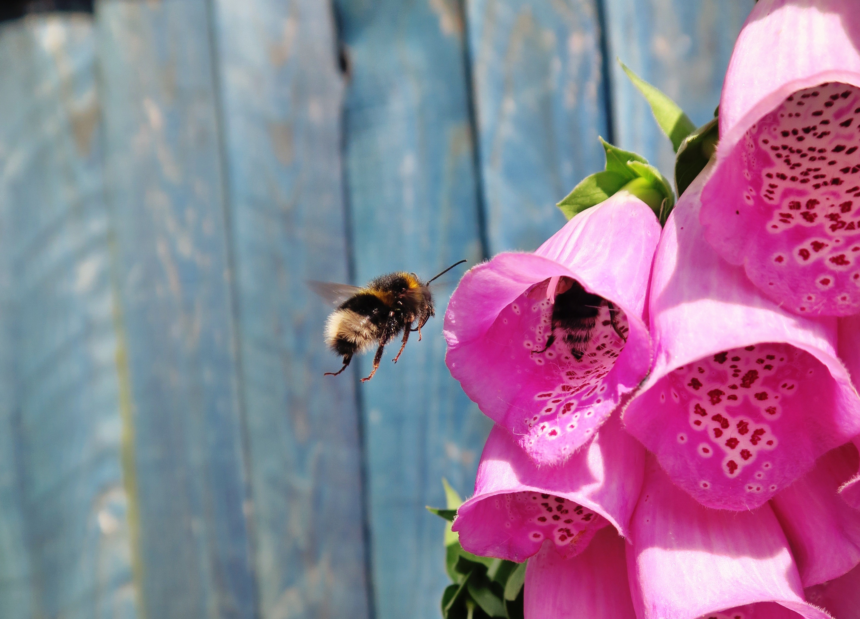 Free photo A bumblebee collects nectar from a soda flower