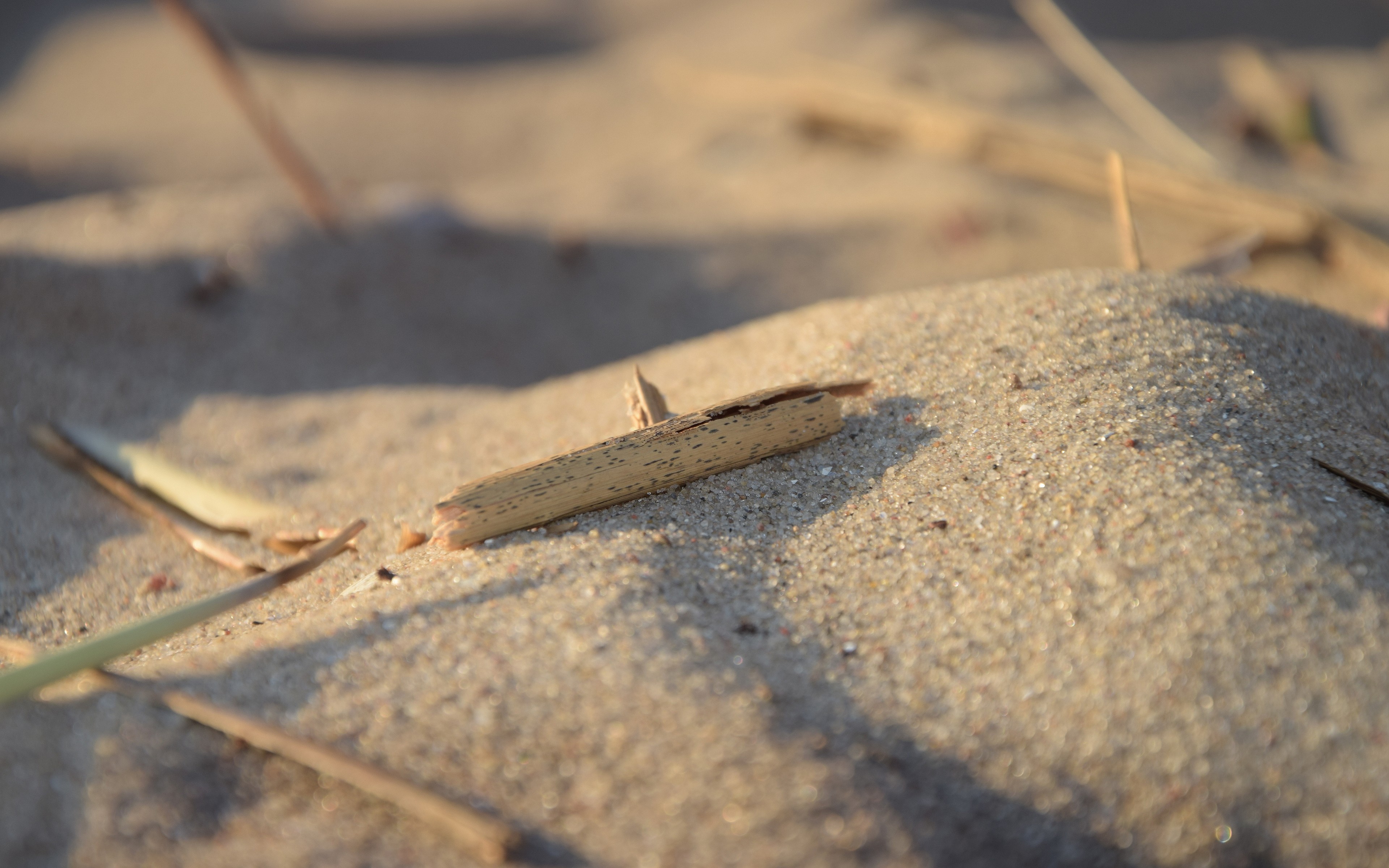 Wallpapers depth of field nature sand on the desktop