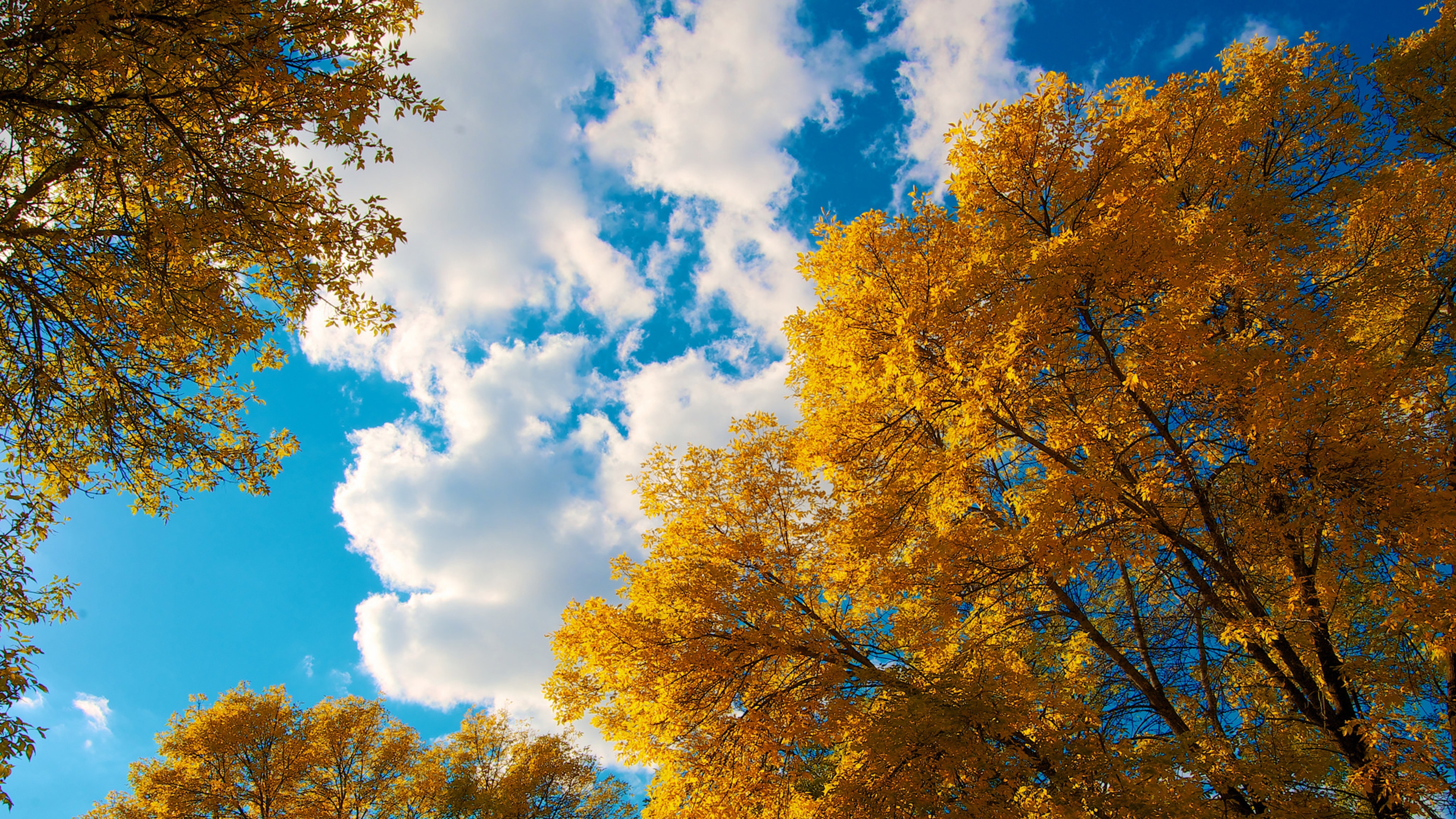 Free photo View of the sky through yellow autumn leaves