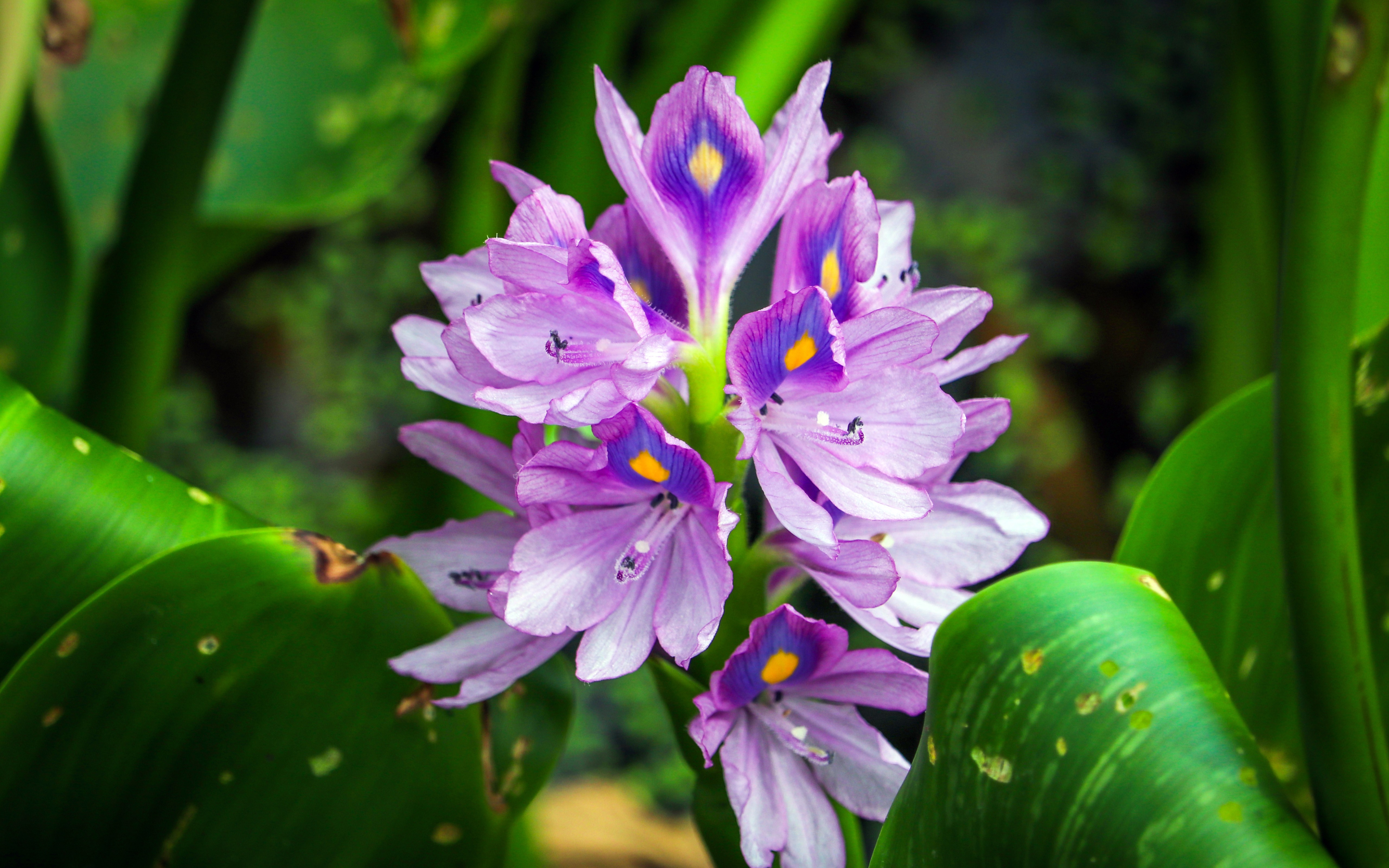 Wallpapers wallpaper daffodils purple flowers green leaves on the desktop