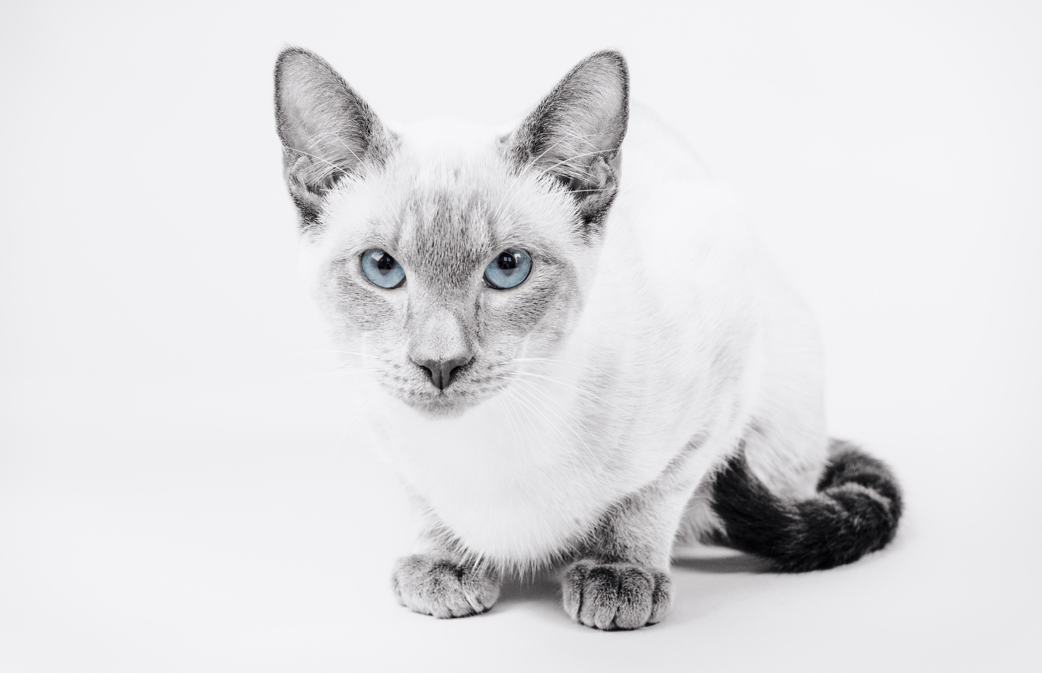 Free photo Gray cat on white background