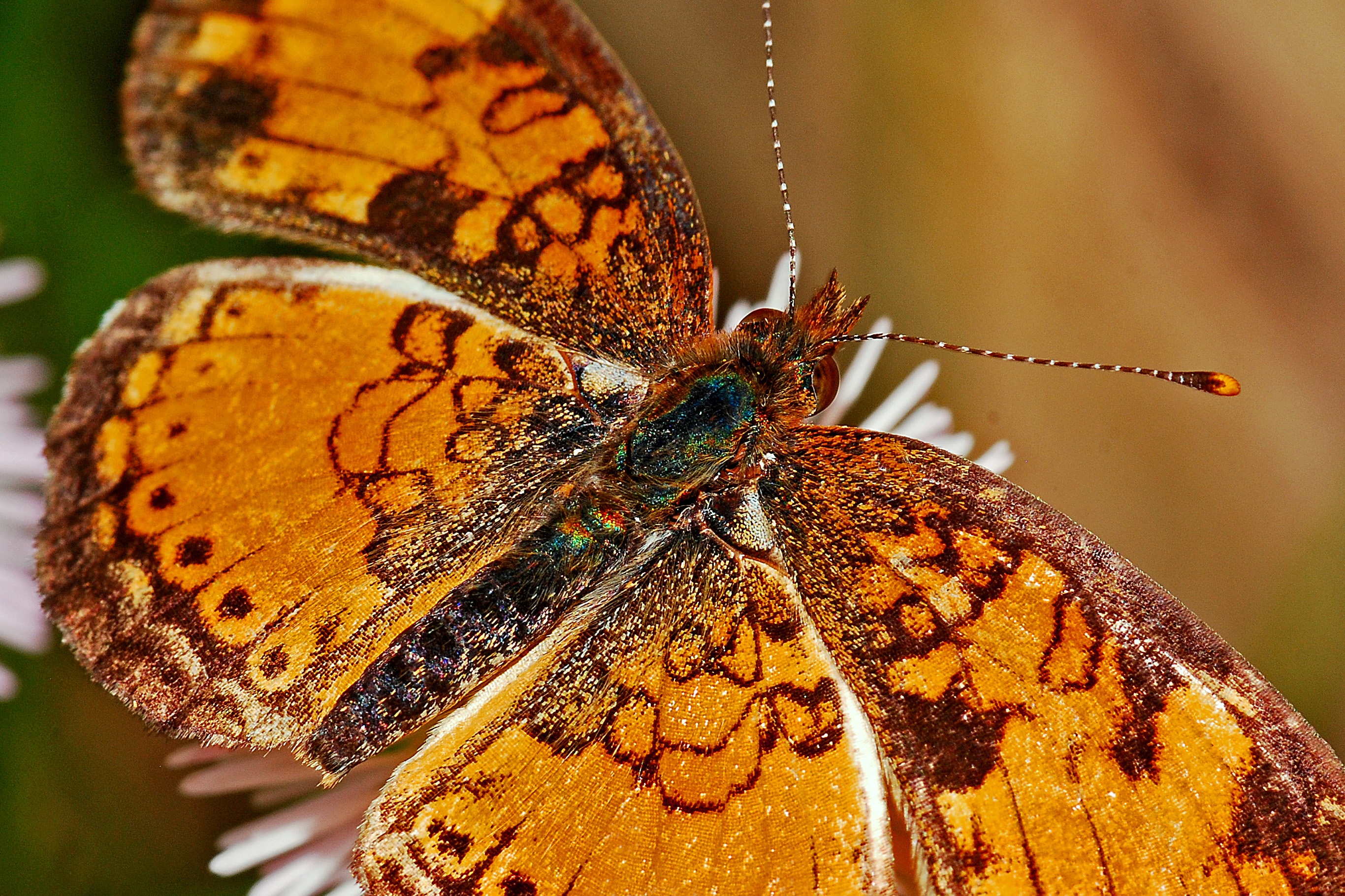 Wallpapers moths and butterflies summer nature on the desktop