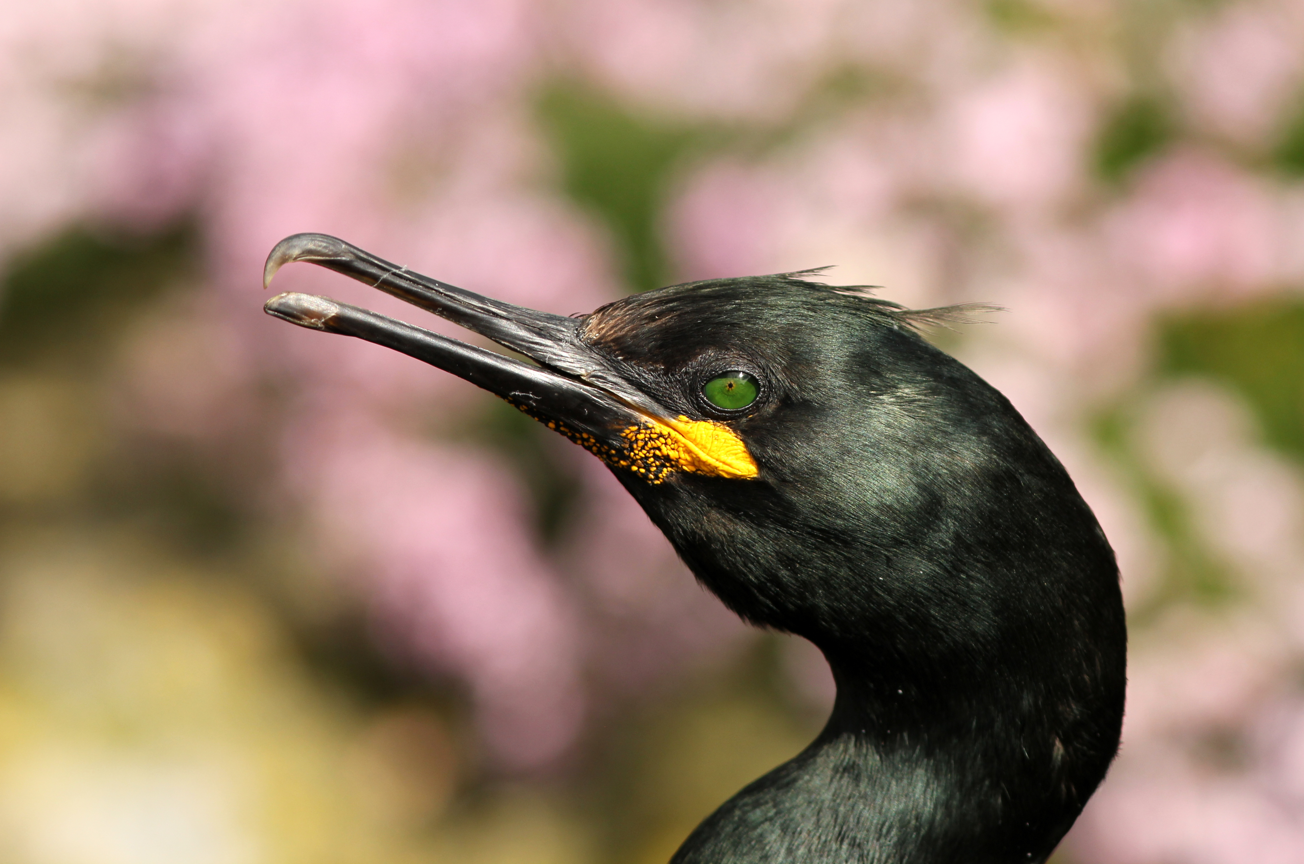 凤头鸬鹚：肖像