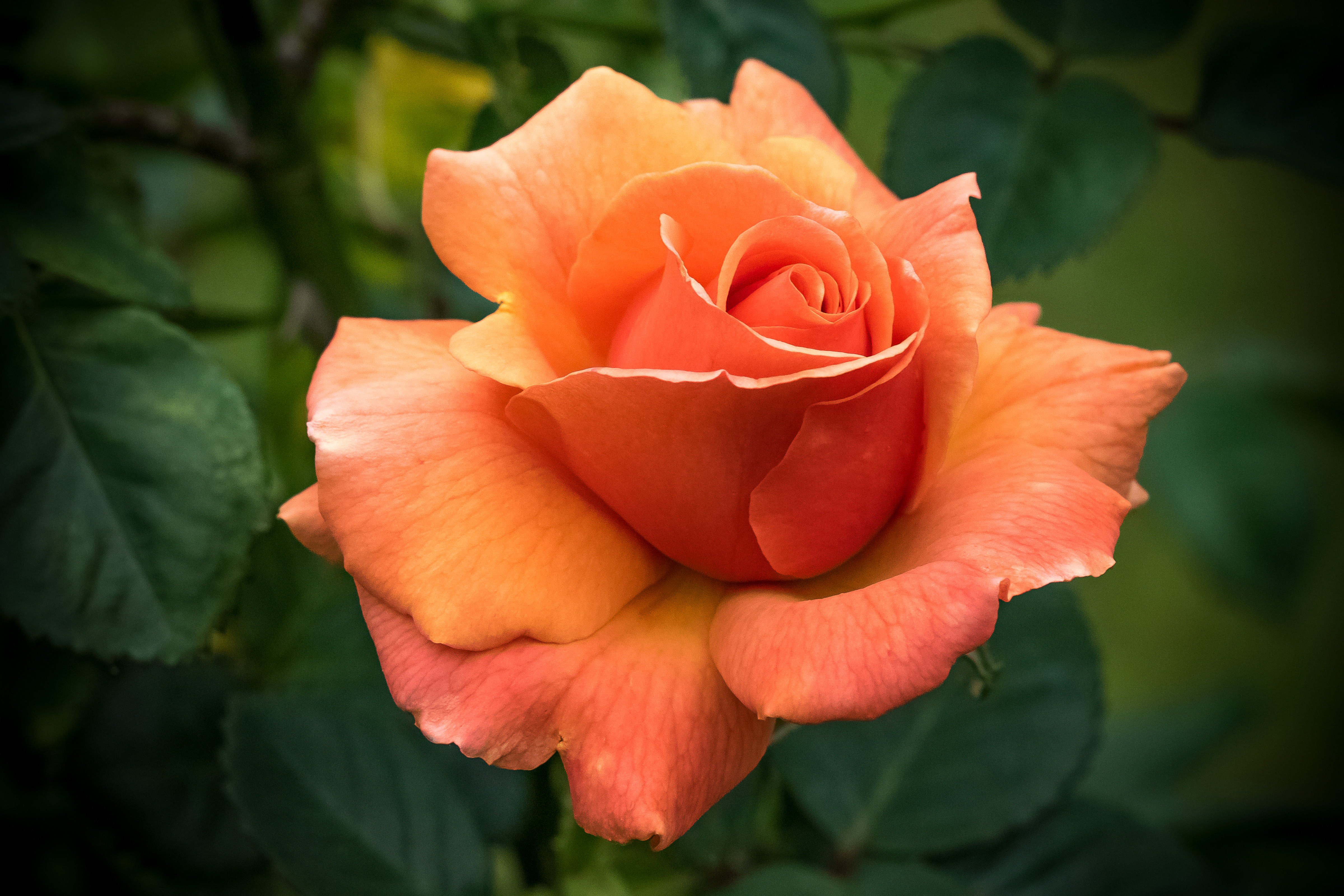 Wallpapers flowers rosebud lonely rose on the desktop