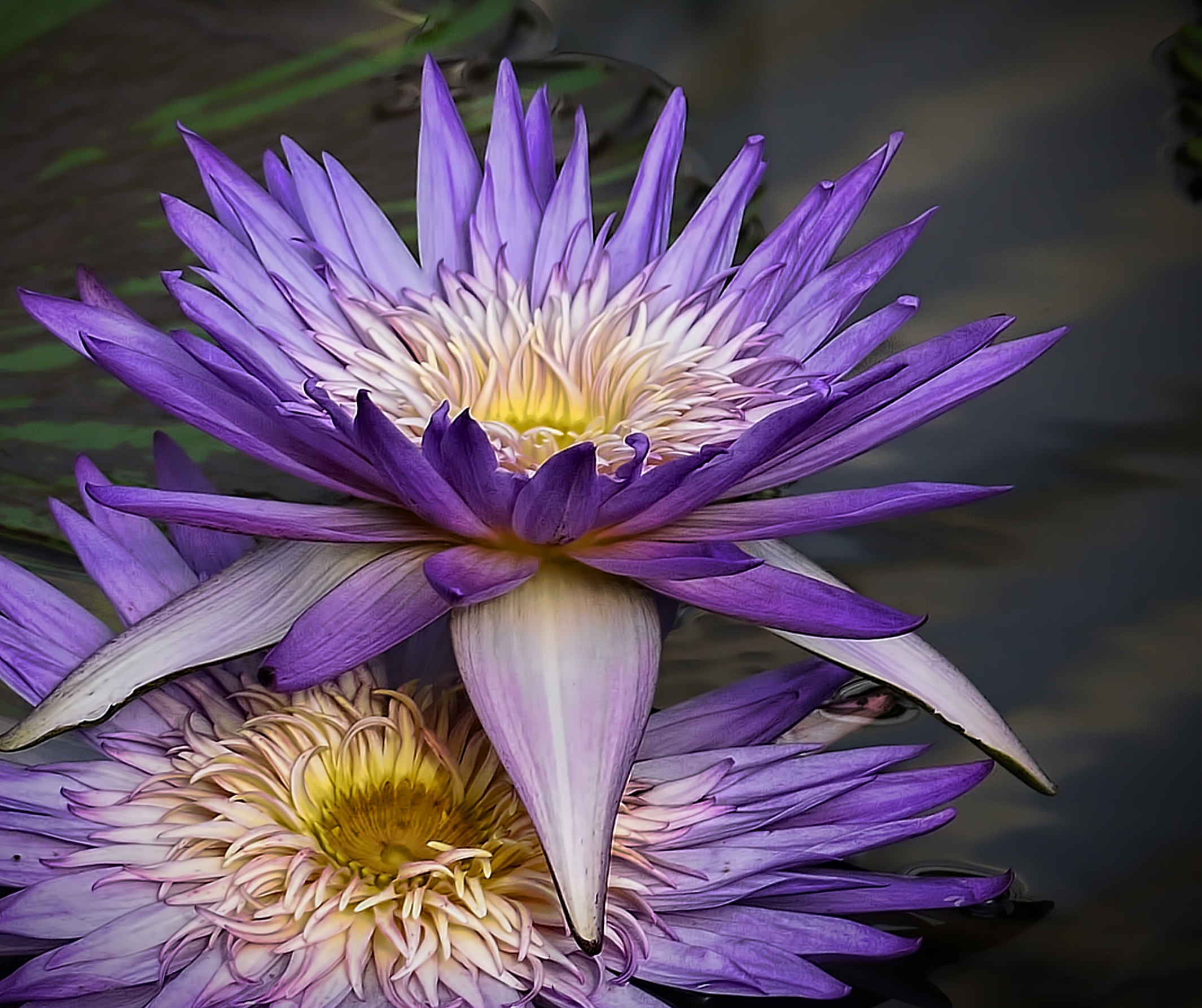 Wallpapers macro Lily flower arrangement on the desktop