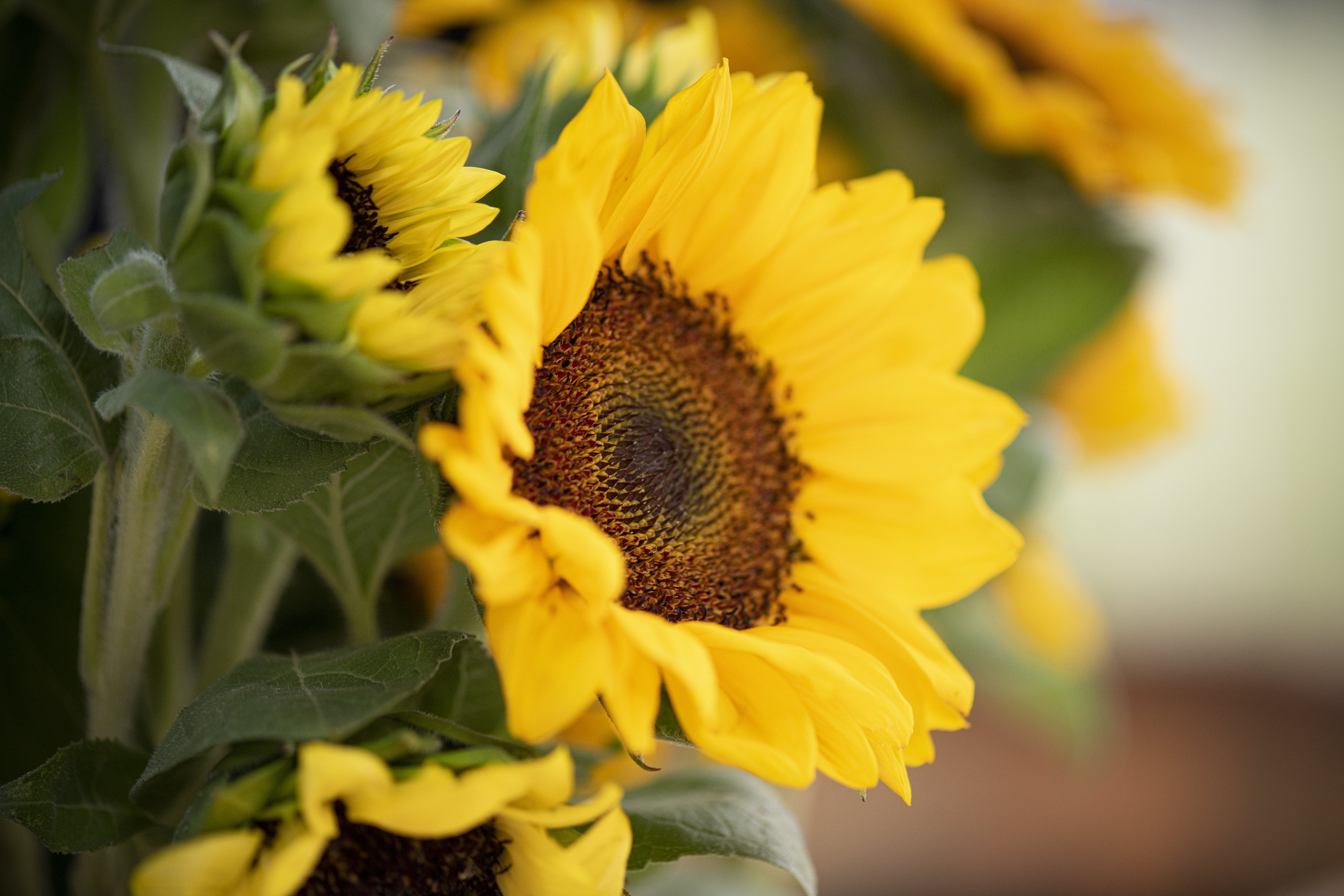 Wallpapers wallpaper sunflower macro petals on the desktop