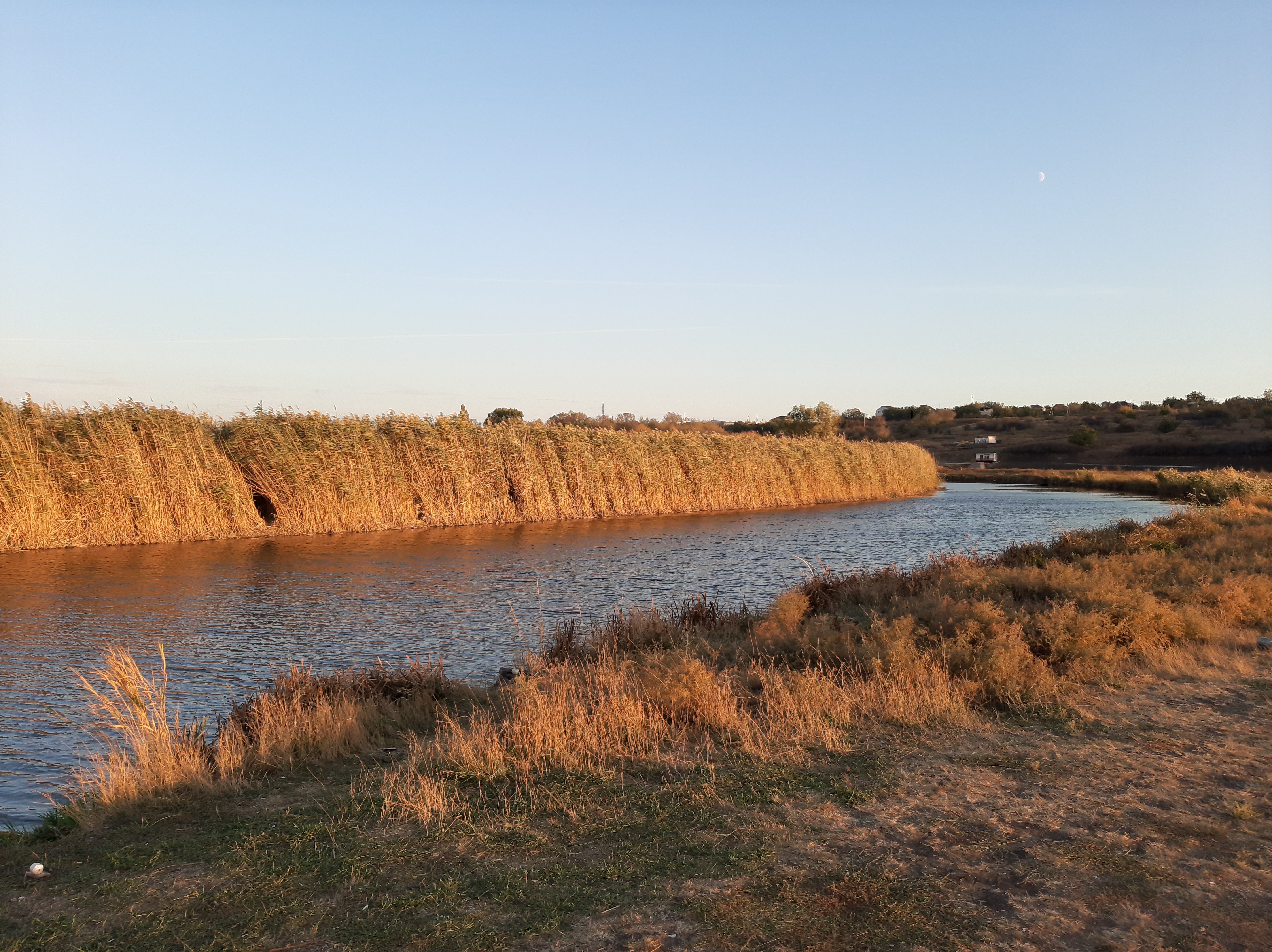 Free photo Sunset on the river with reeds