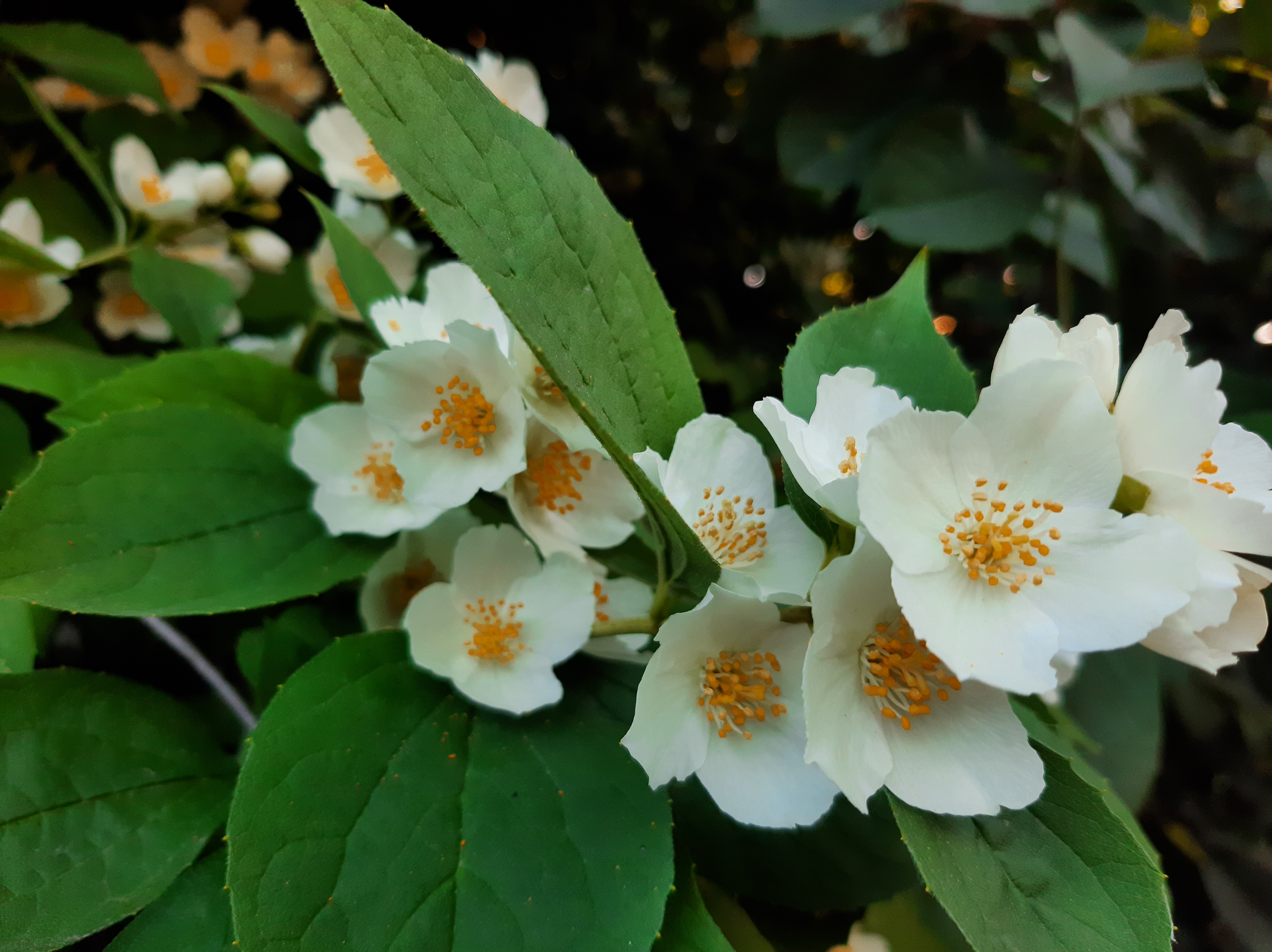 Free photo White flowers of a blooming apple tree