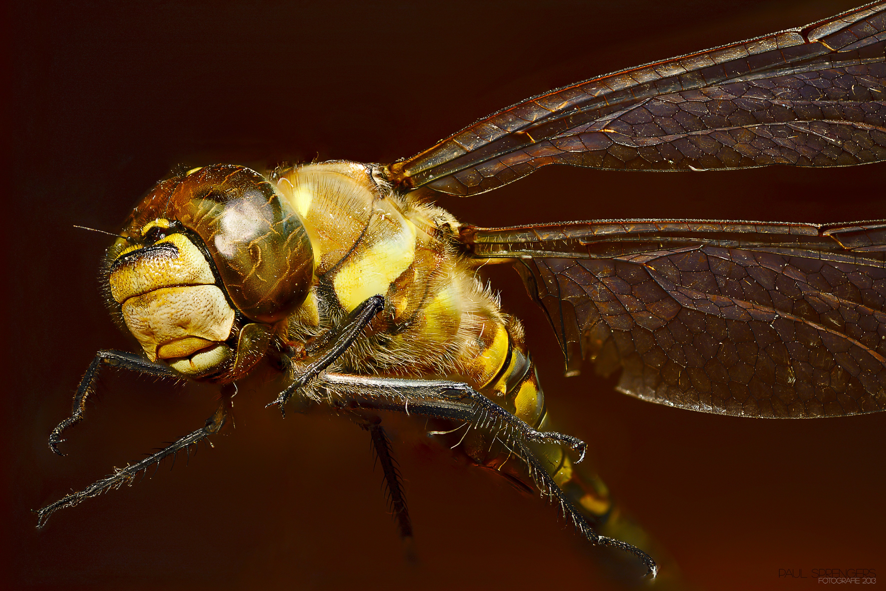 Free photo The dragonfly is looking at the camera close-up