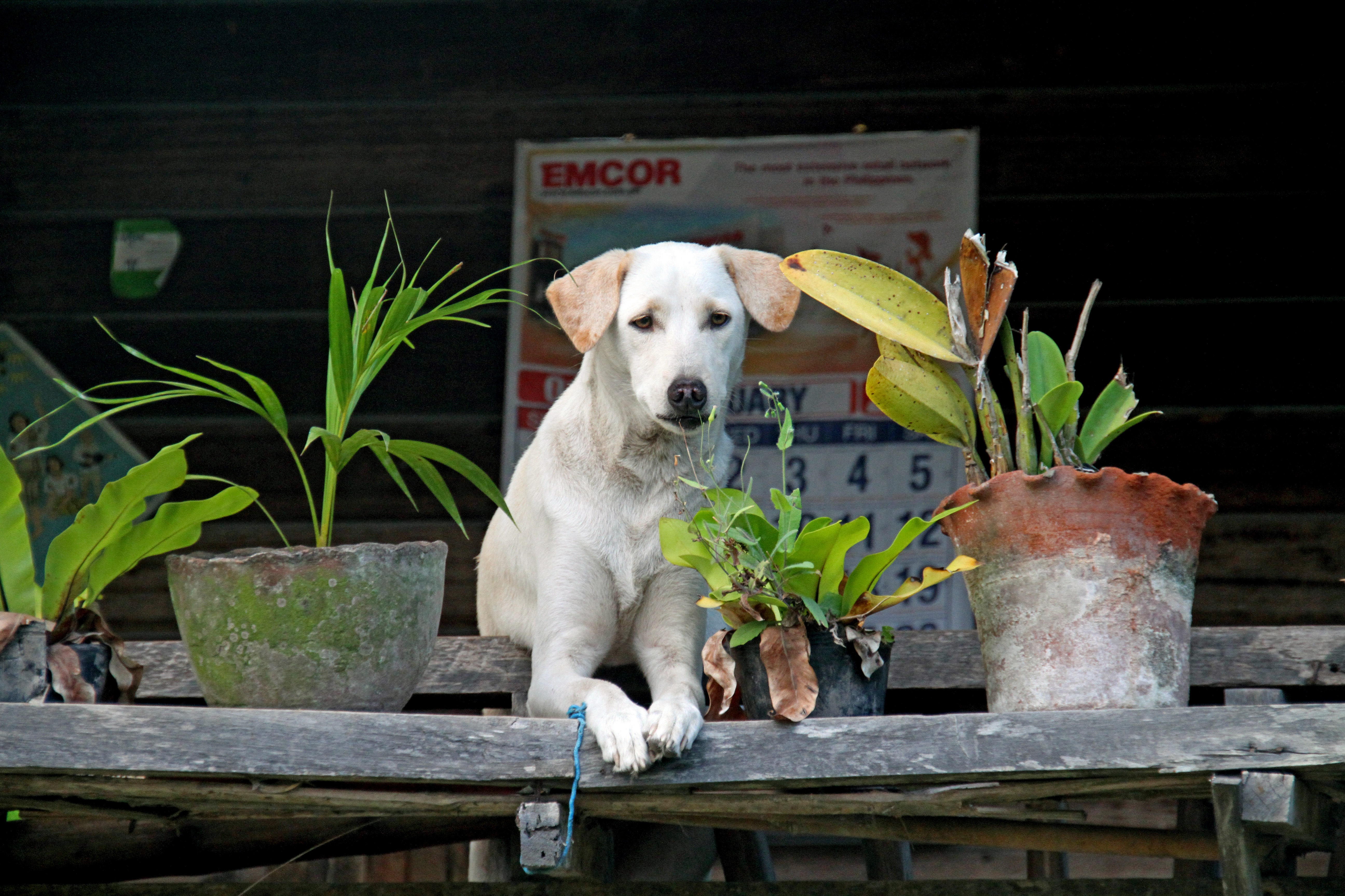 Wallpapers puppy dog cute on the desktop