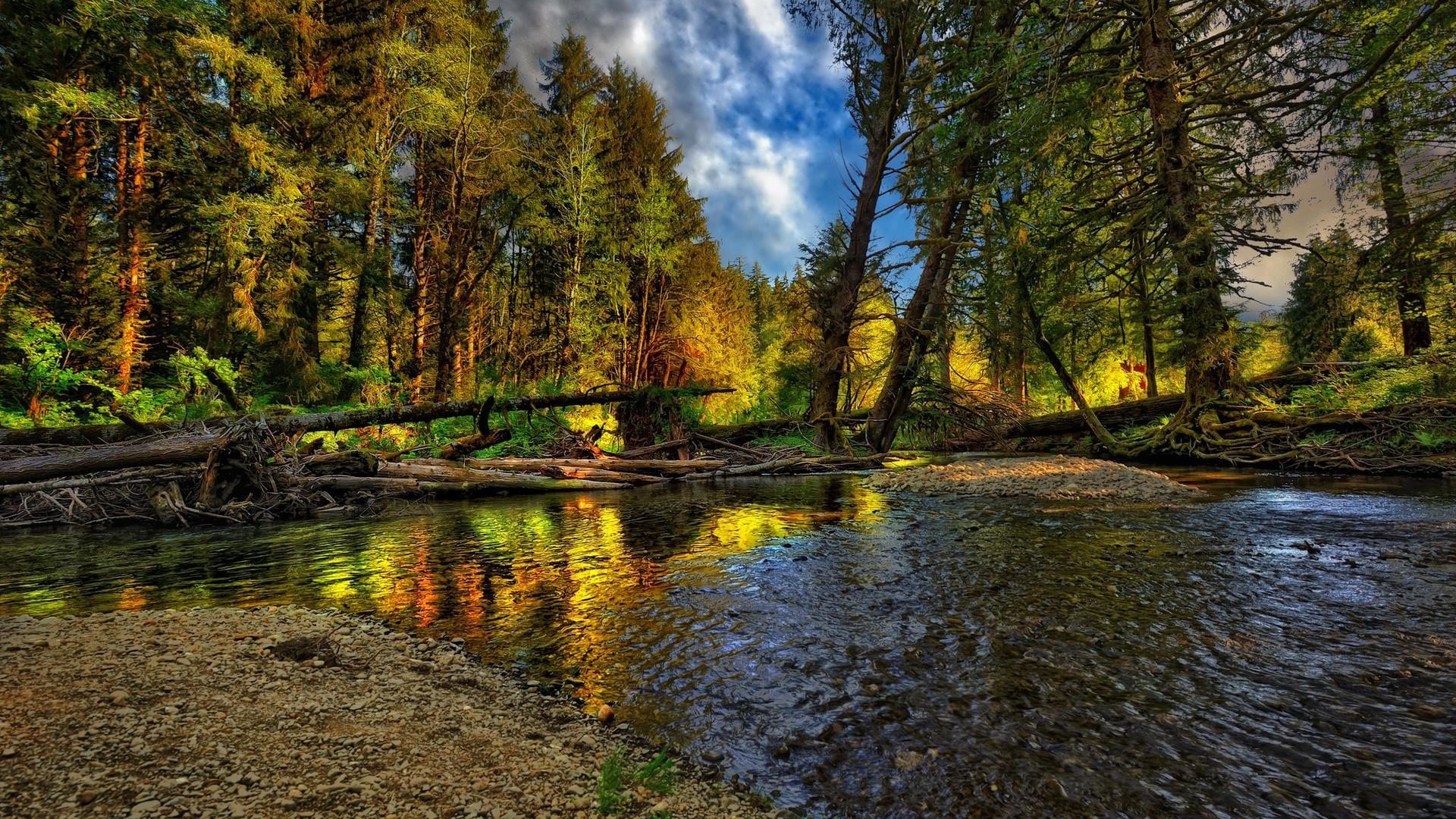 Free photo Old trees that fell into the river