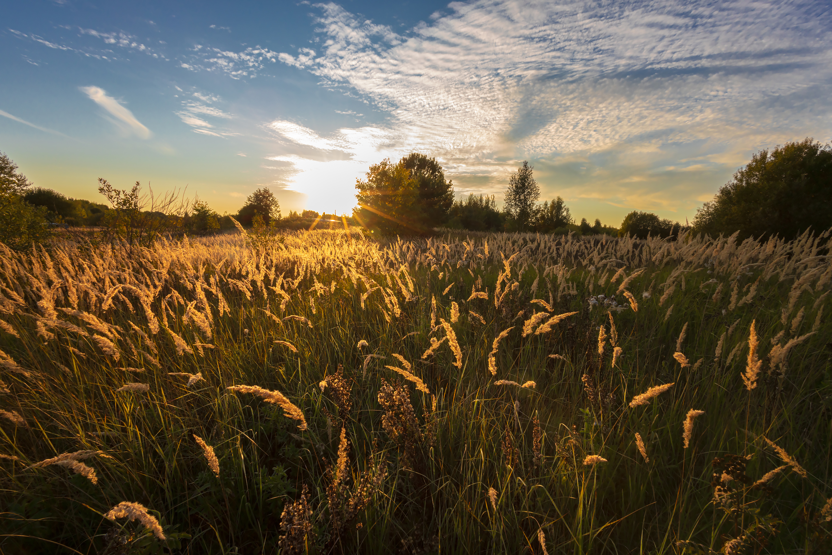 Meadow grass in the sunlight