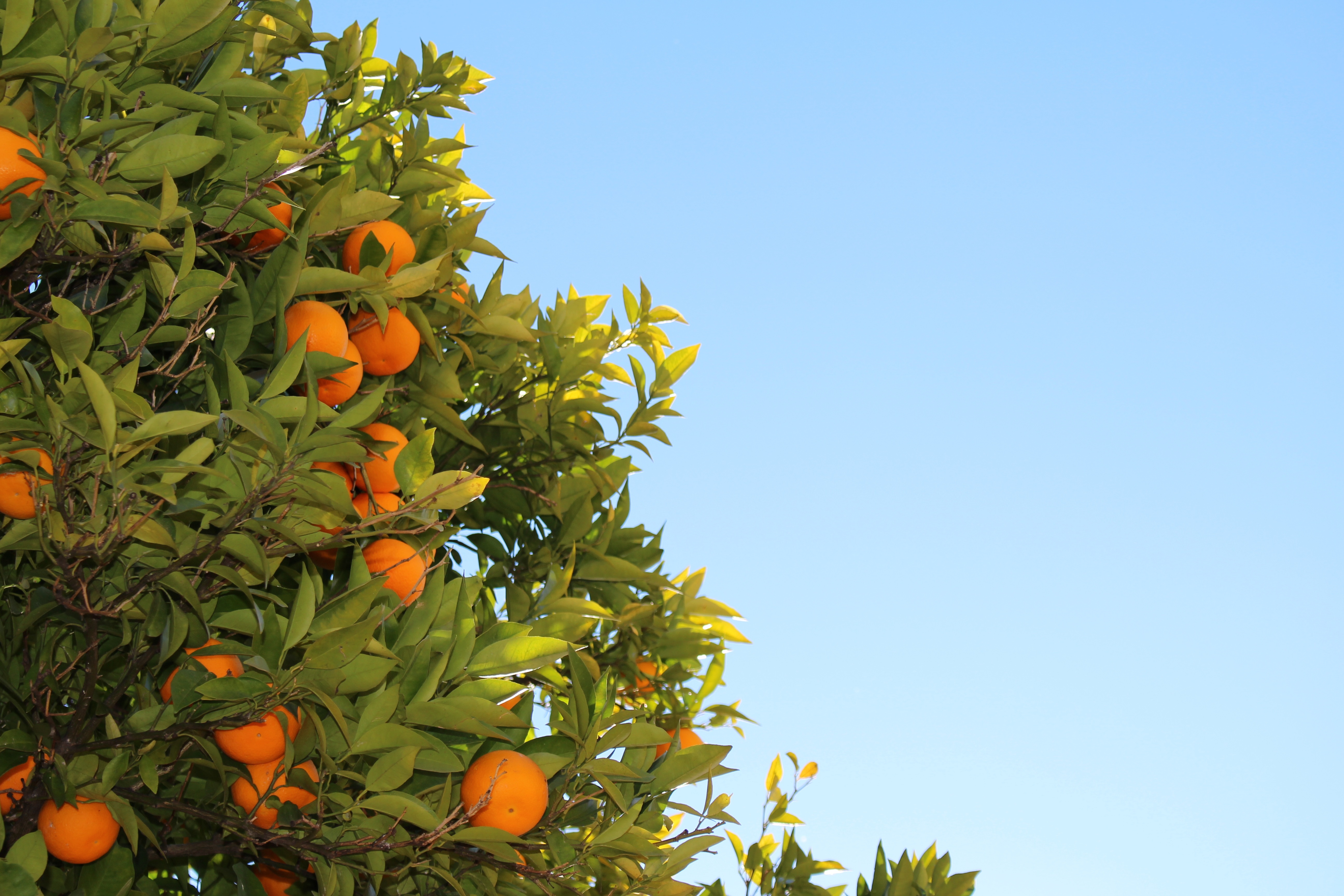 橘子长在树上