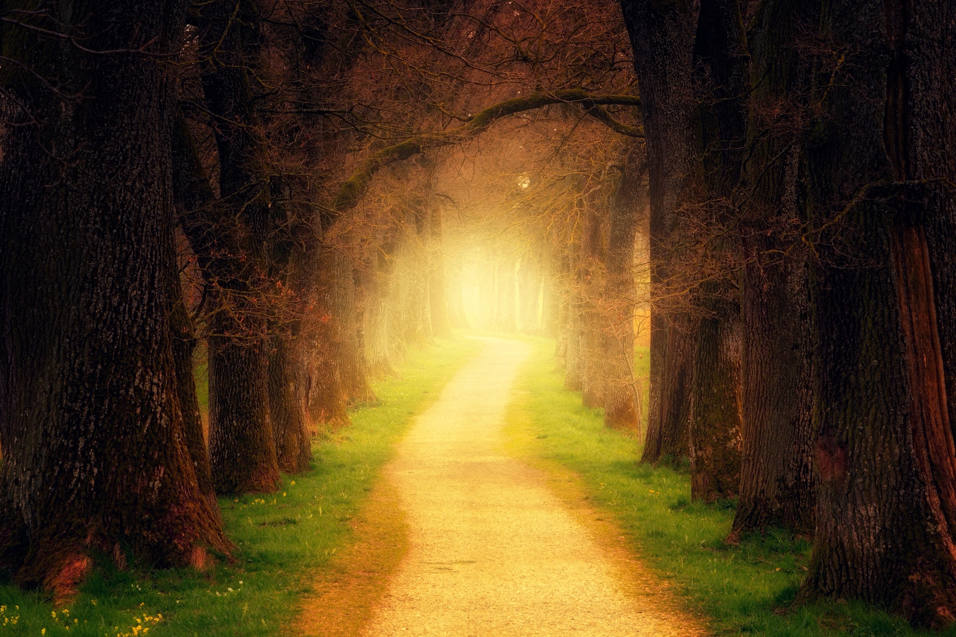 Free photo Pedestrian walkway along the trees