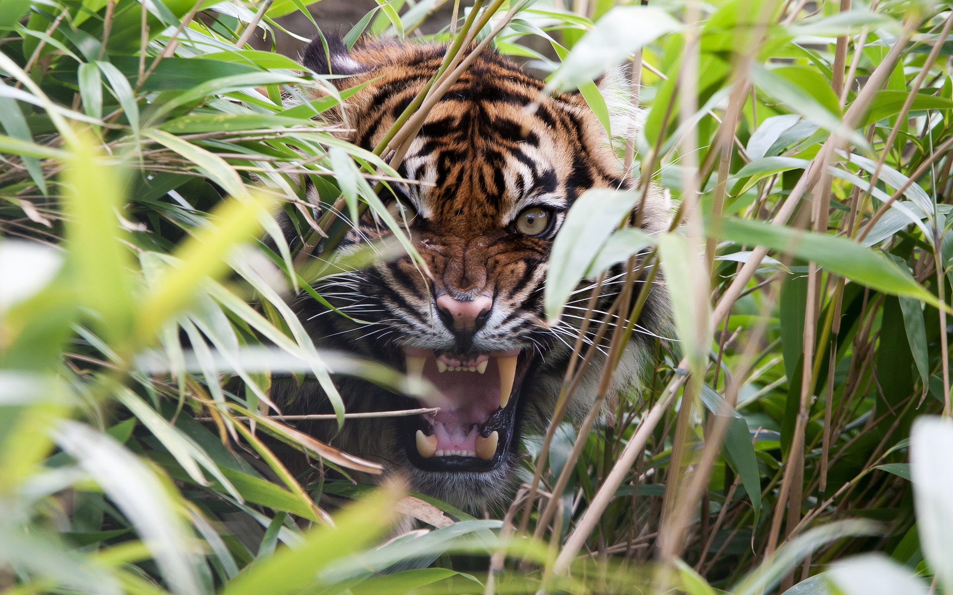 一只老虎从灌木丛中咆哮着，露出獠牙