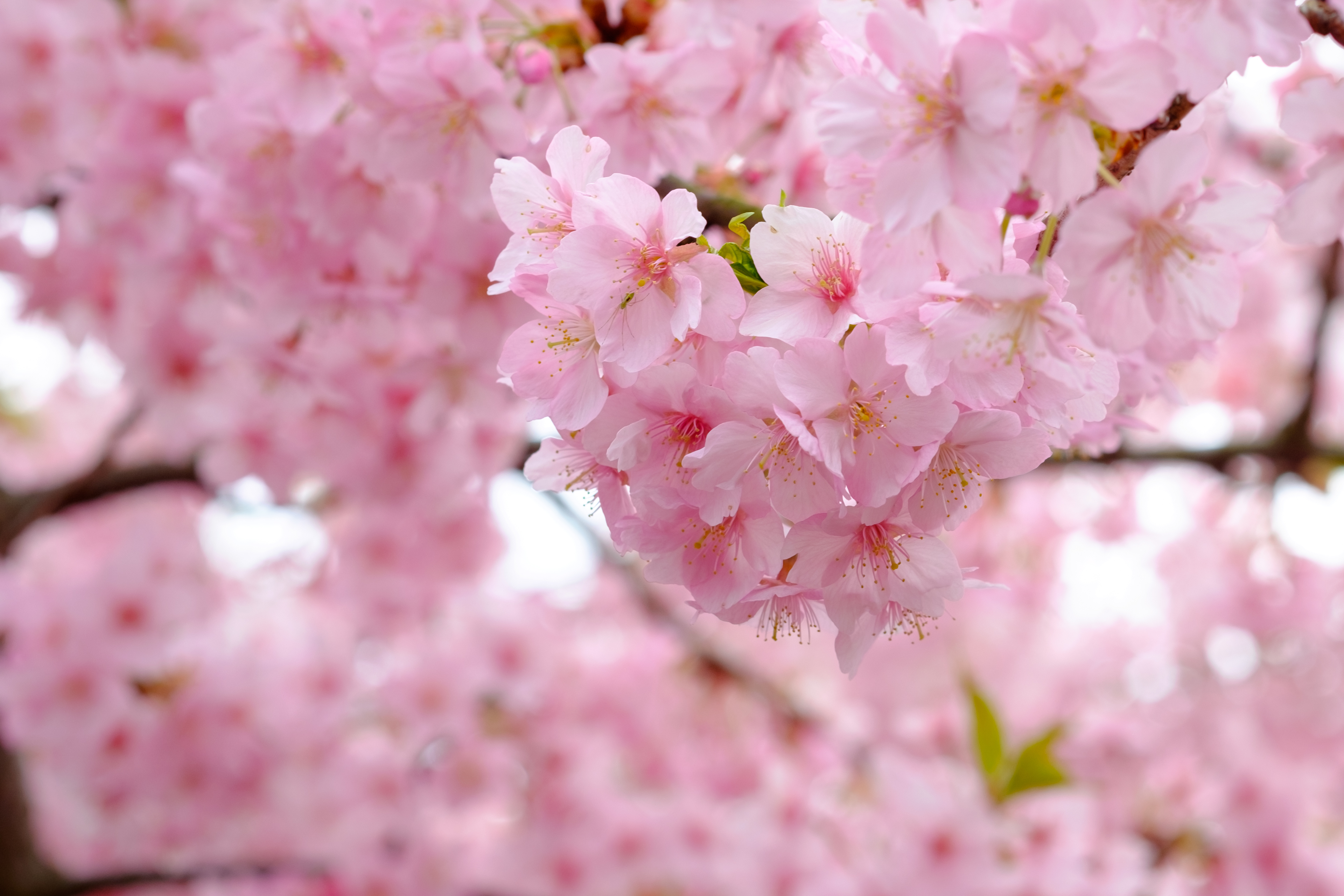 Wallpapers tree rose petals the cherry blossoms on the desktop