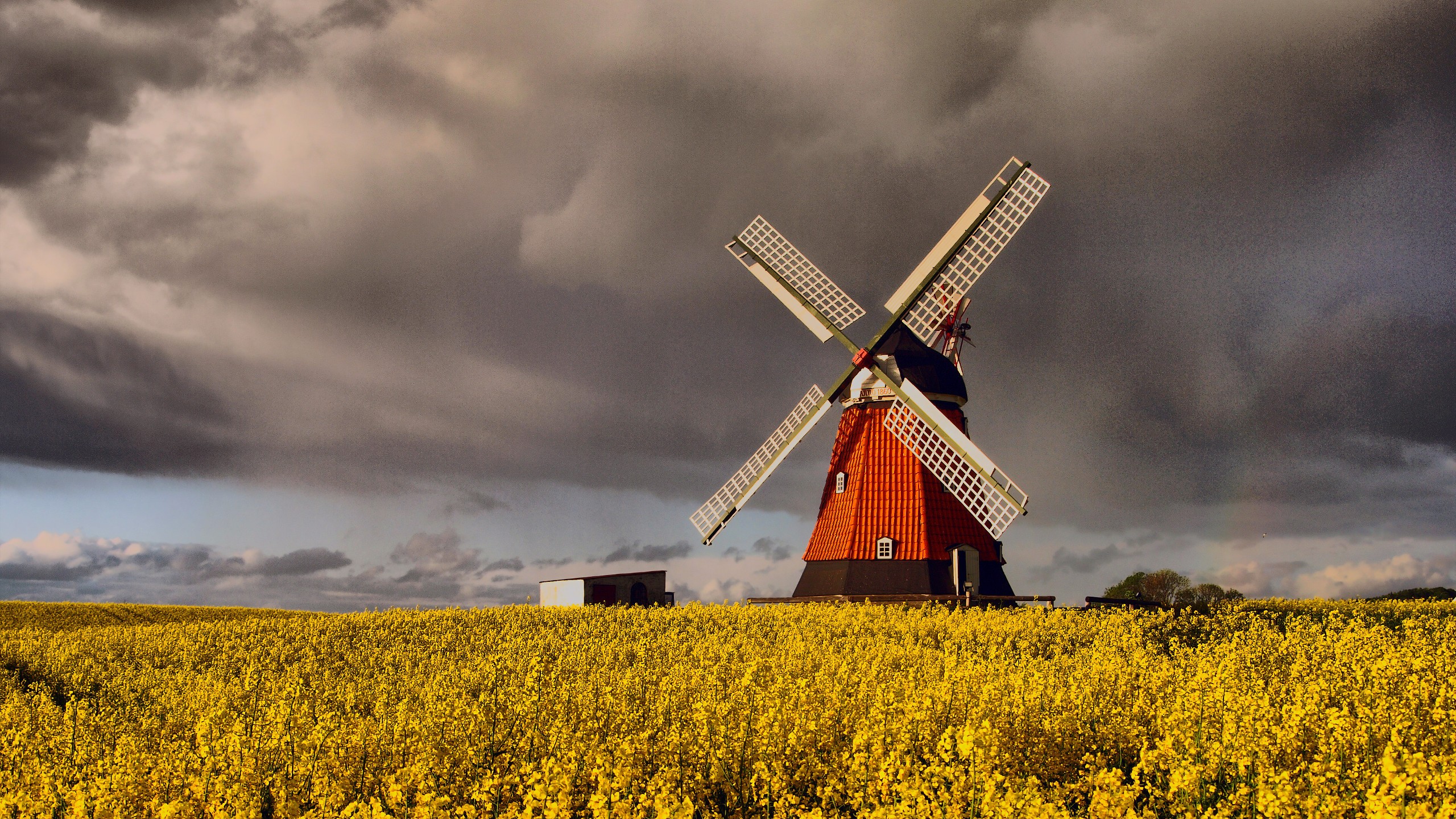 A red windmill towers over a golden rapeseed field against a backdrop of menacing dark clouds.