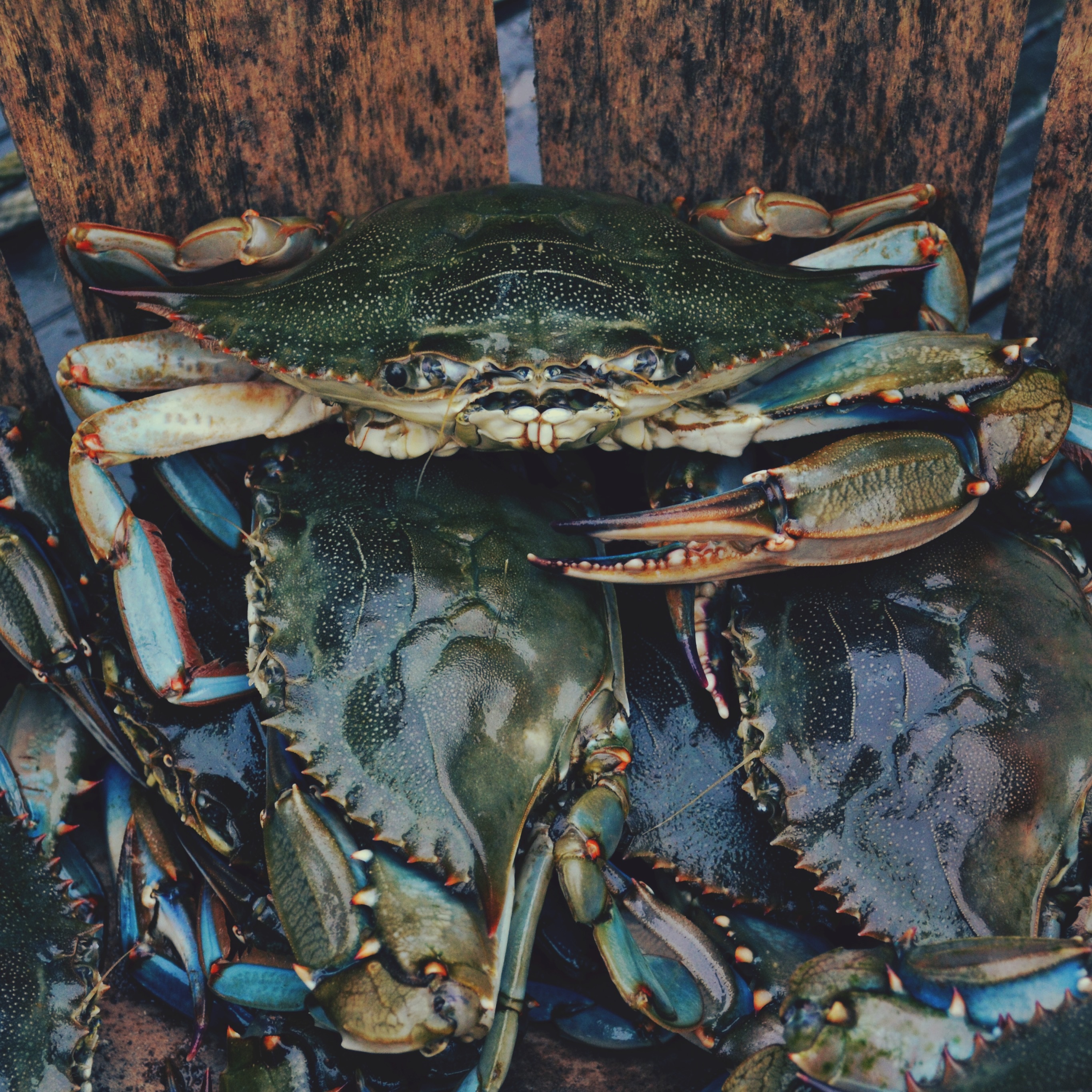 Wallpapers crustacean dea life homarus on the desktop
