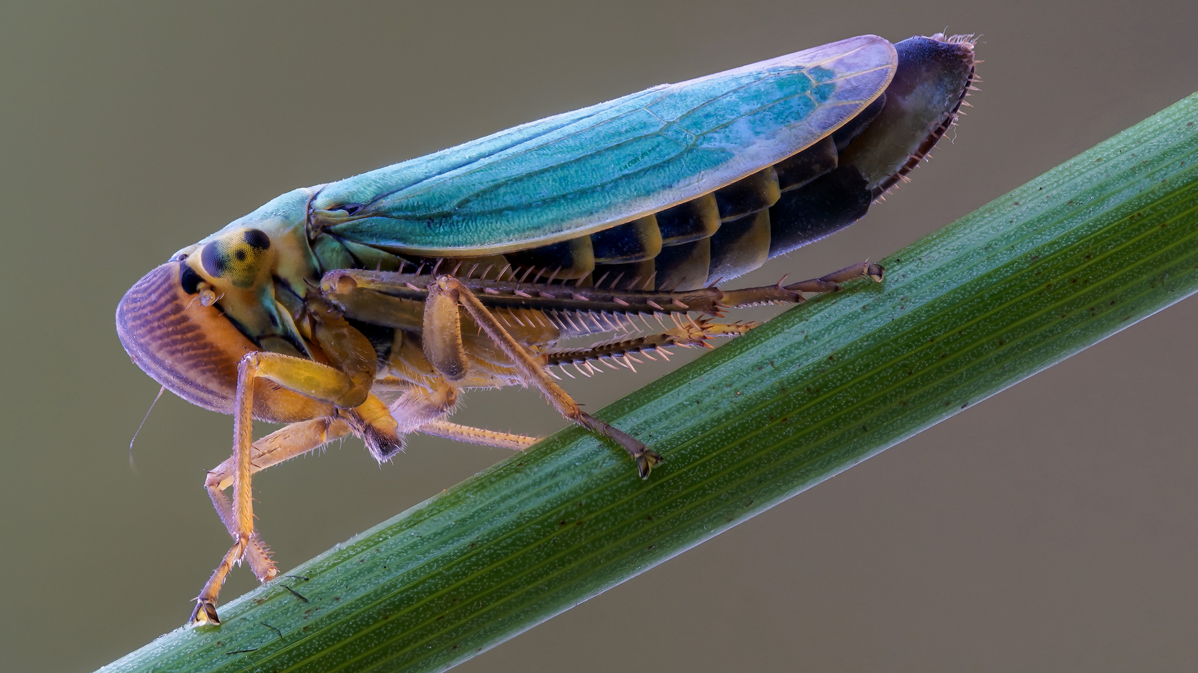 Бесплатное фото Этот красивый кузнечик отдыхает на зеленой ветке